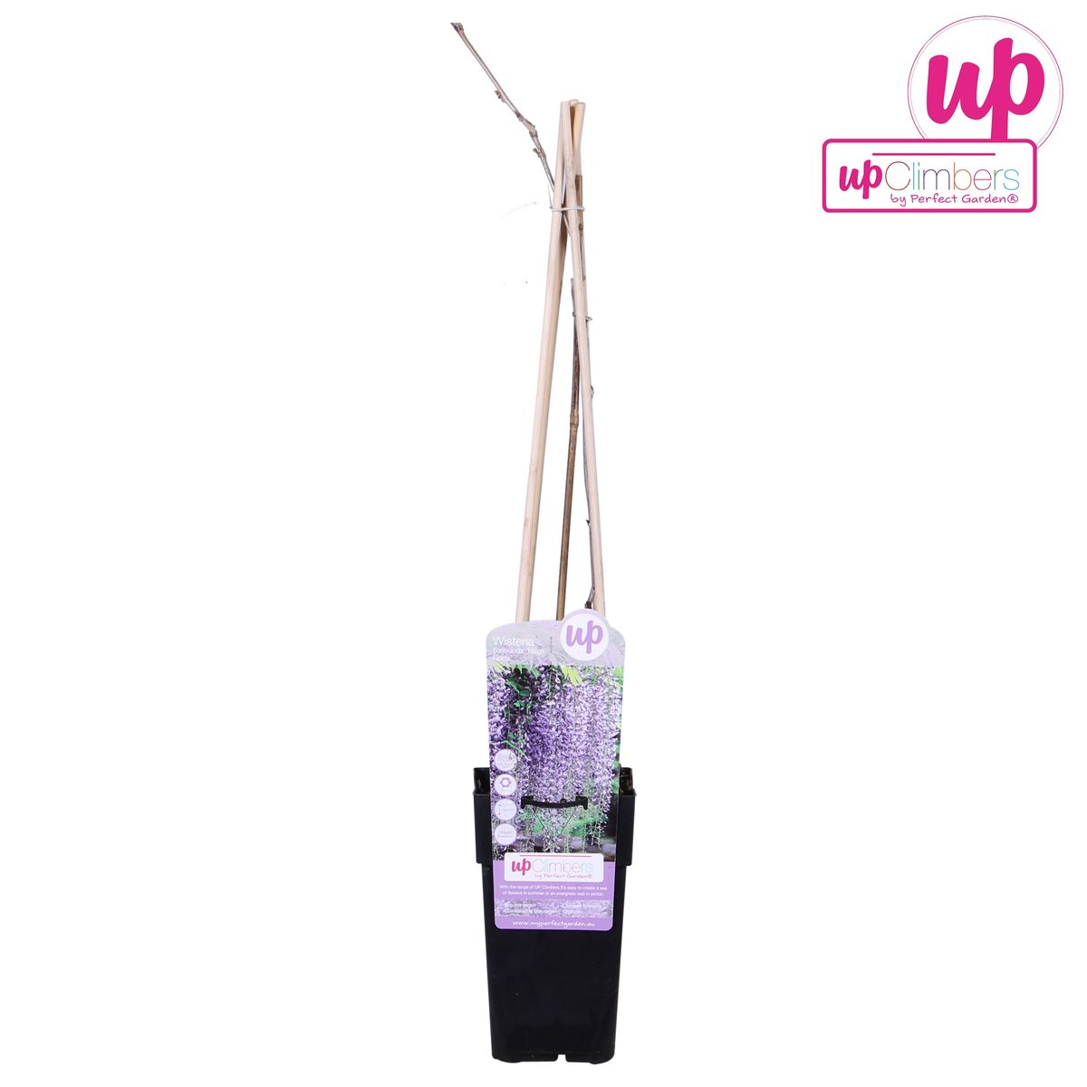 Wisteria Floribunda Naga Noda Kletterpflanze