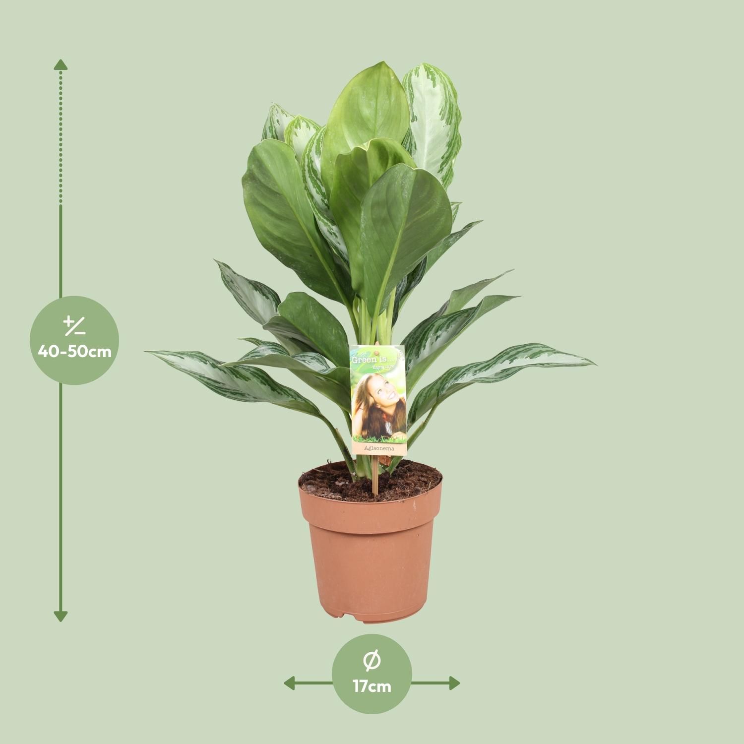 Aglaonema Silver Bay Zimmerpflanze