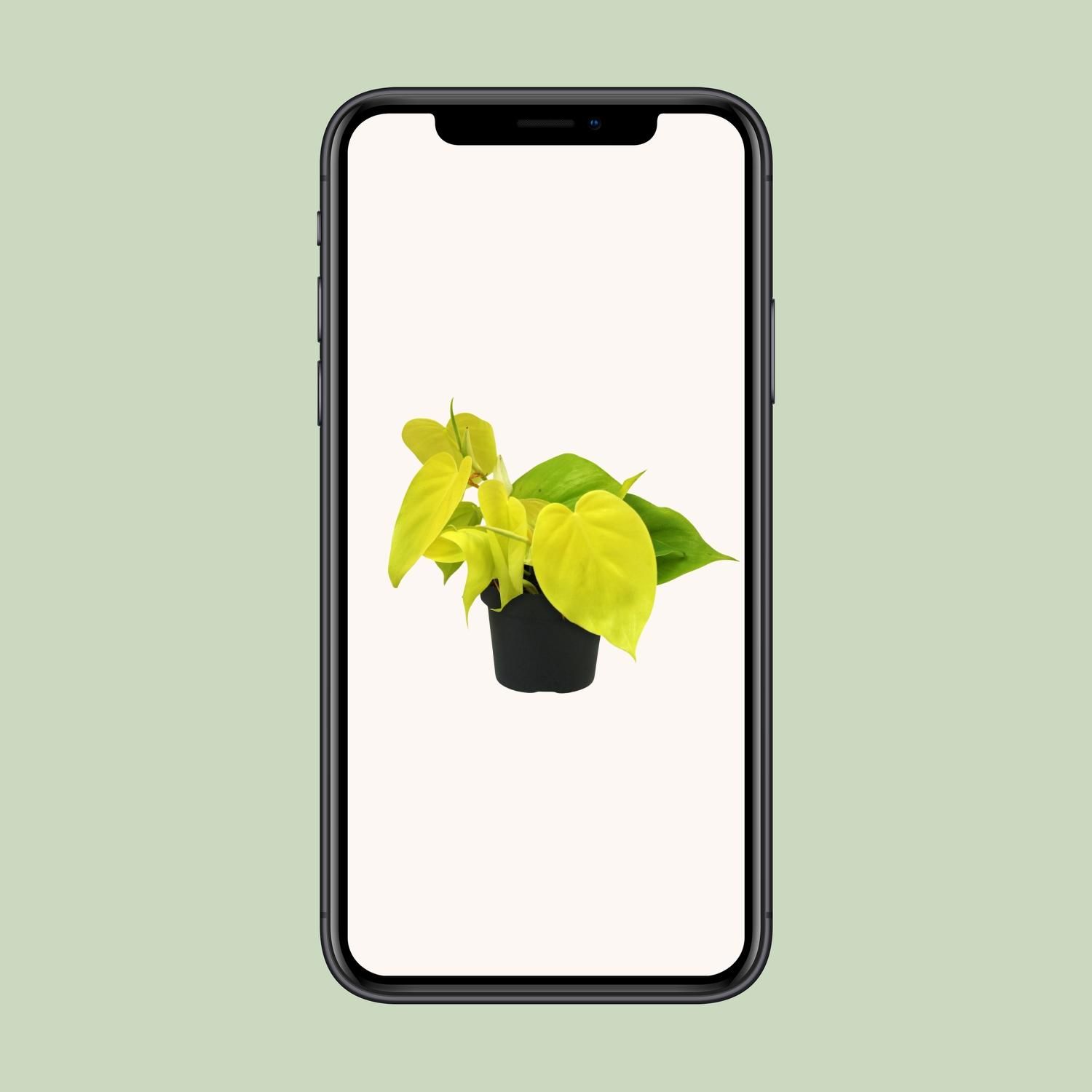 Philodendron Lime - Pflegeleichte Zimmerpflanze mit glänzenden Blättern