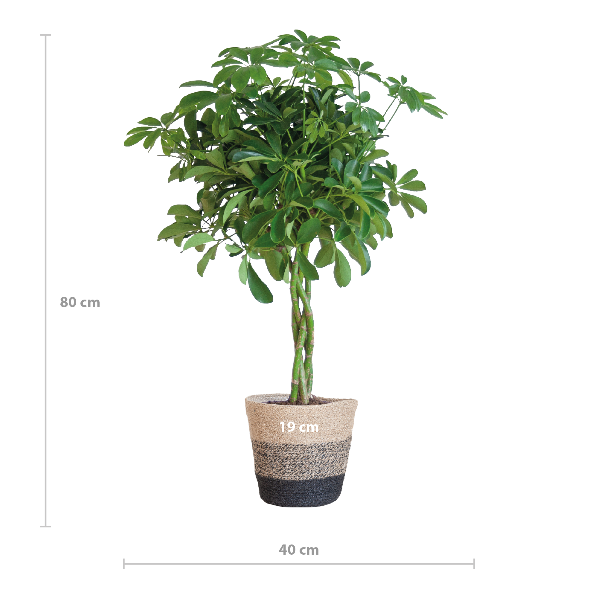 Schefflera Arab Nora mit Korb Lissabon Schwarz – 70cm – Ø21