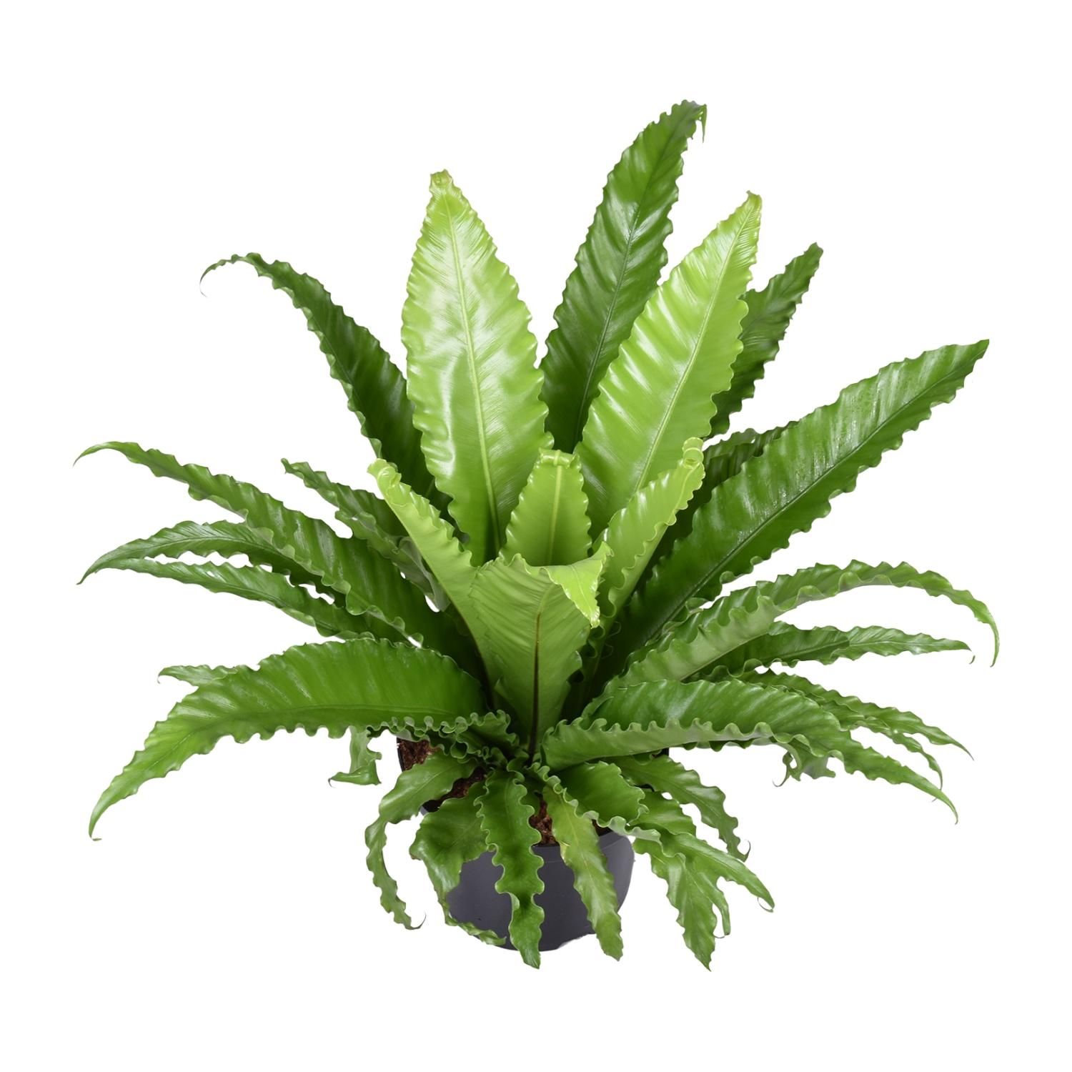 Asplenium Antiquum Osaka Zimmerfarn