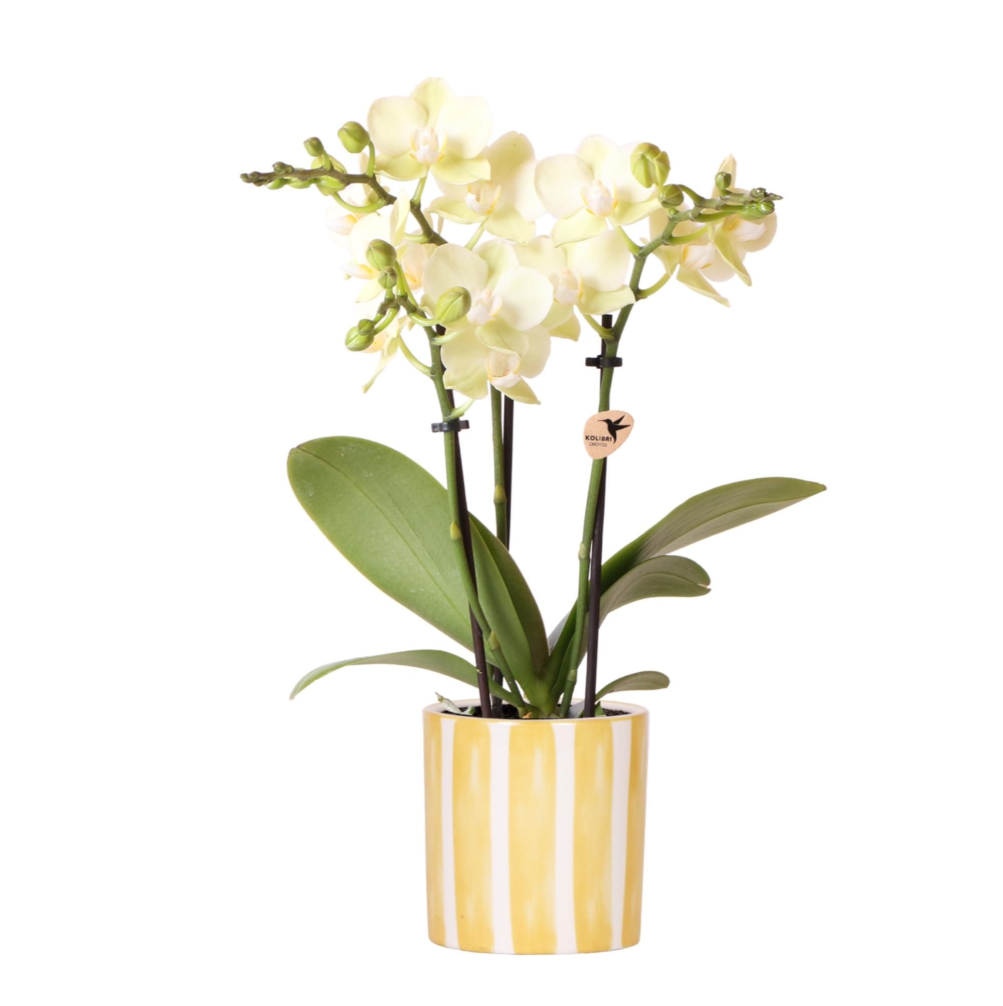 Gelbe Phalaenopsis Orchidee Mexico im Painted Stripe Topf
