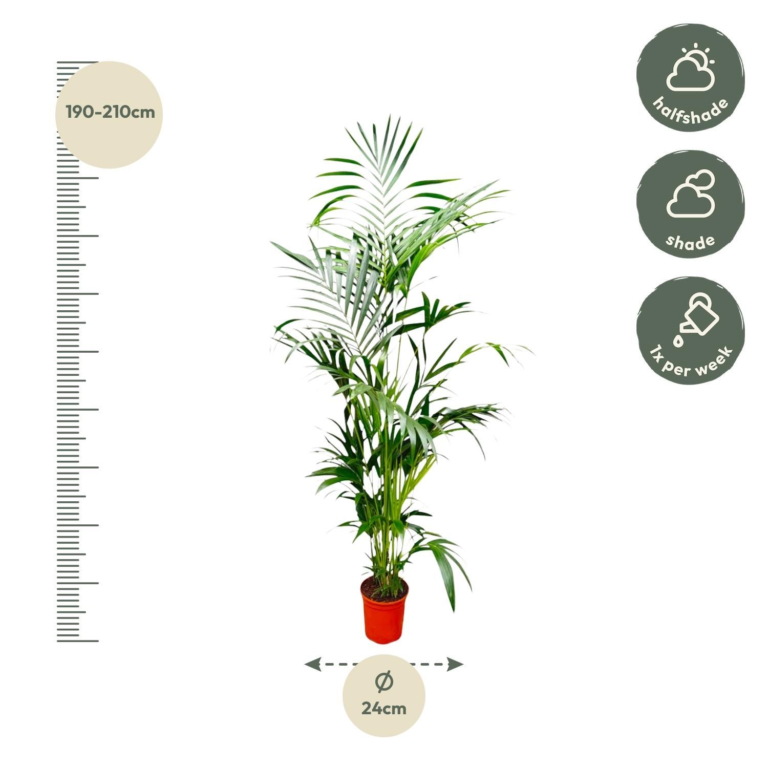 Kentia Palme - Elegante Zimmerpflanze mit tropischem Flair