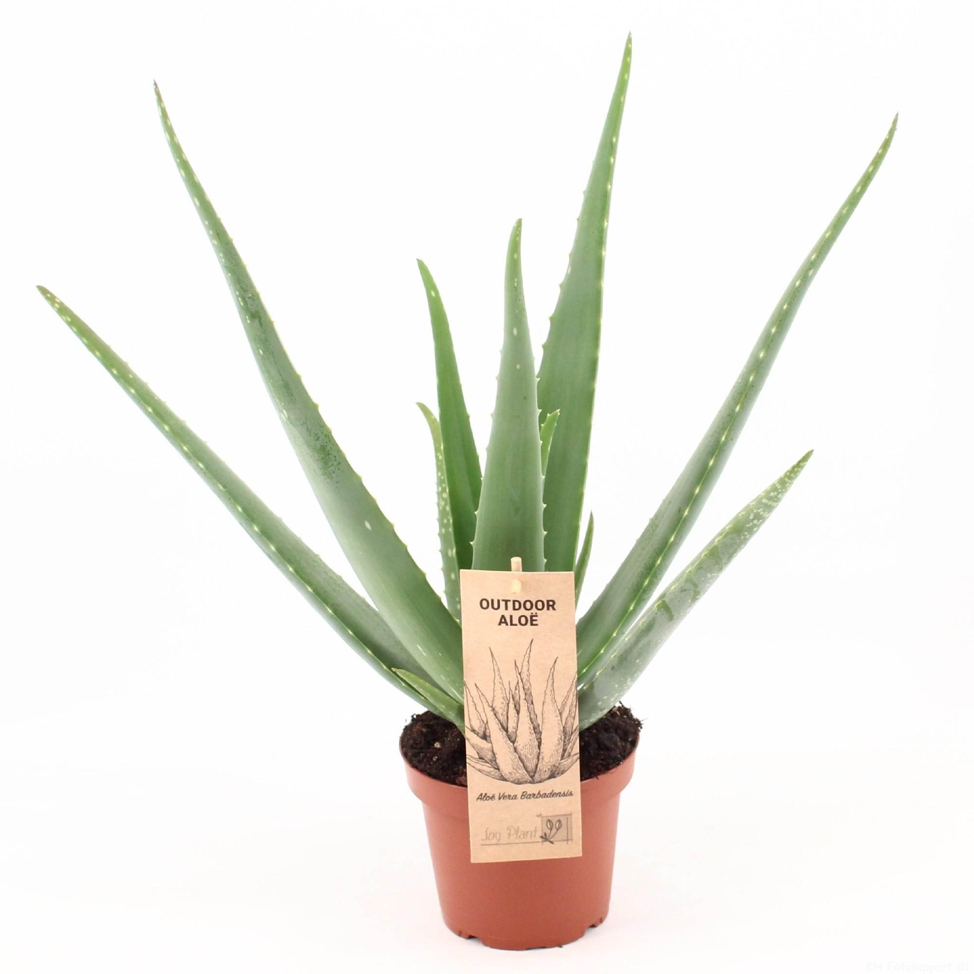 Aloe Vera Sukkulente