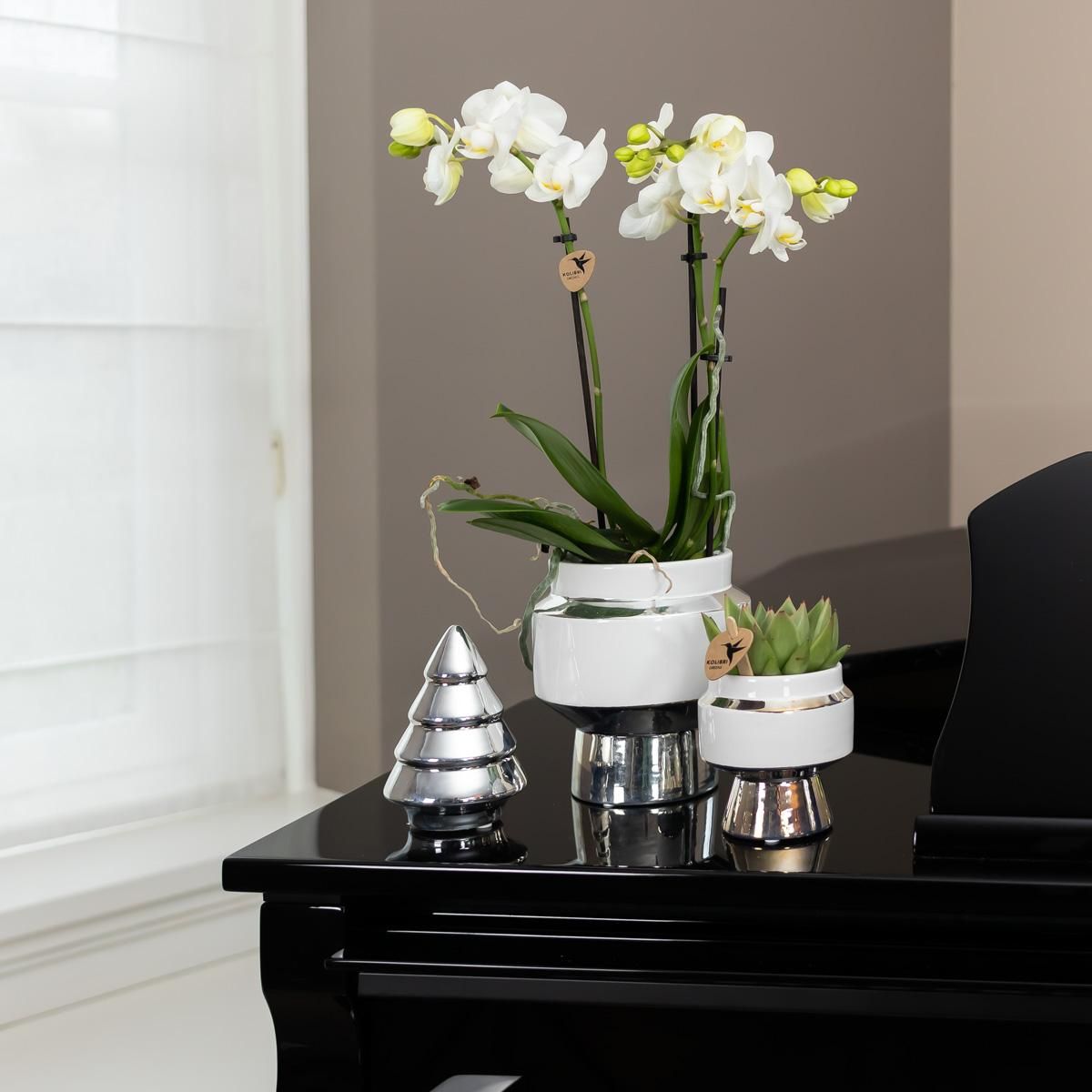 Phalaenopsis Orchidee Amabilis im silbernen Le Chic Deko-Topf