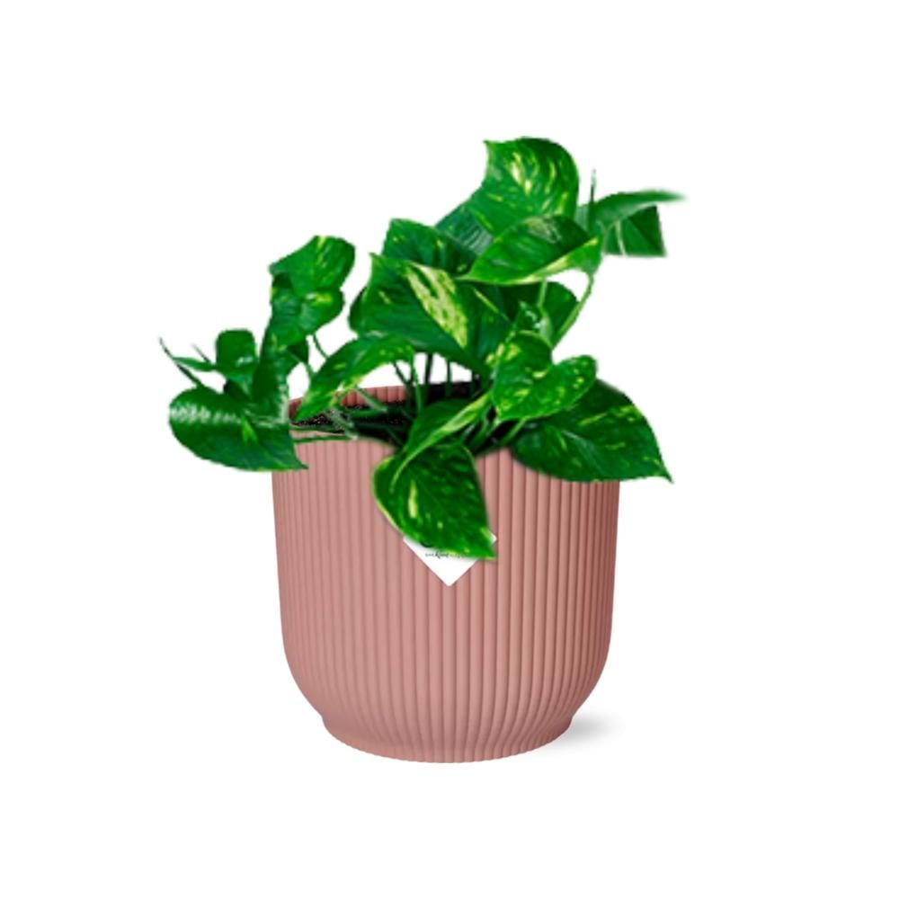 Epipremnum Pinnatum Aureum Zimmerpflanze