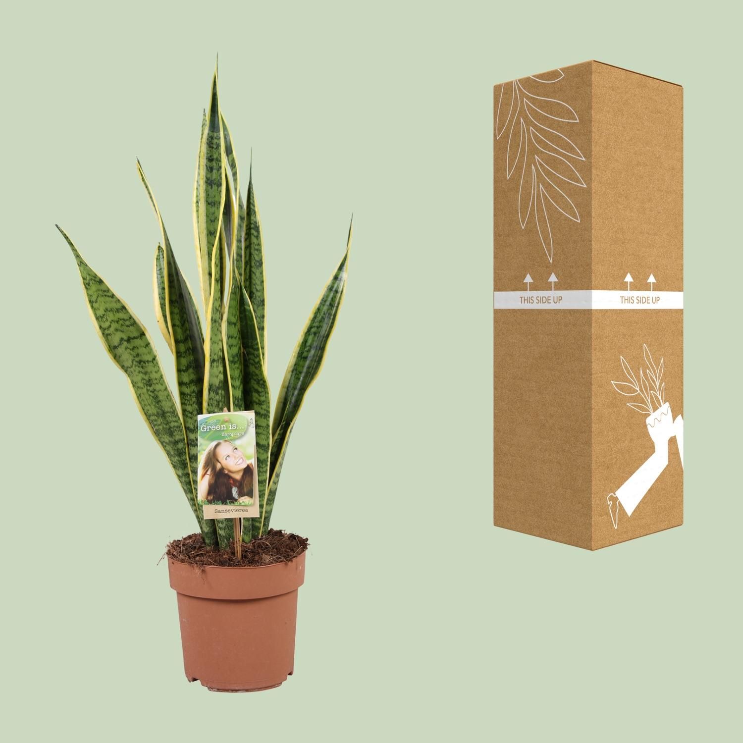 Sansevieria Laurentii Zimmerpflanze