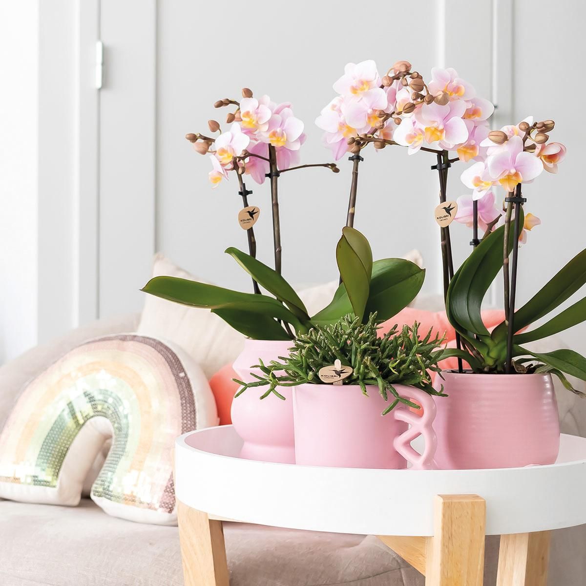 Phalaenopsis Orchidee Rosa – Blühende Zimmerpflanze