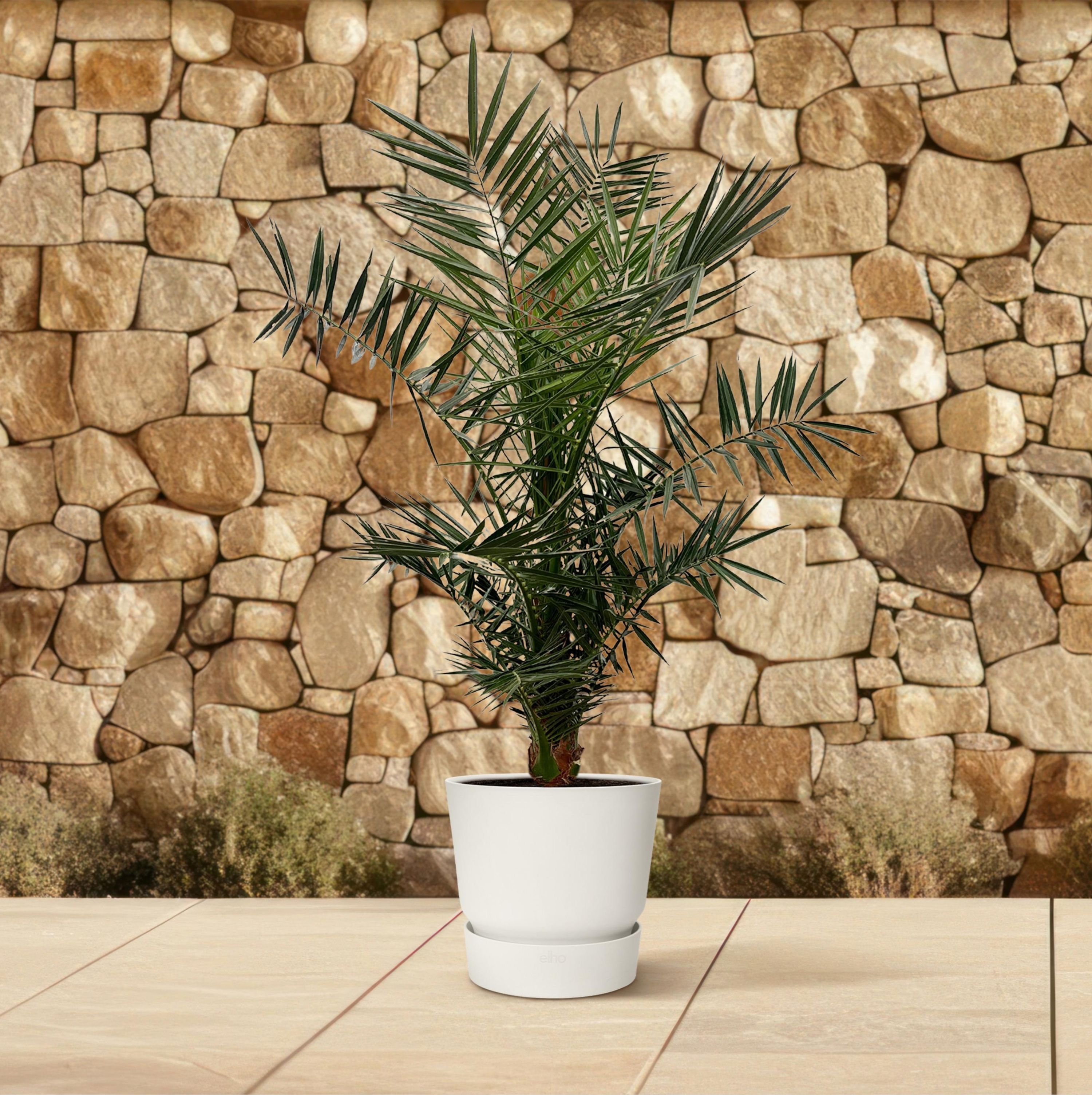 Phoenix Canariensis Kanarische Dattelpalme