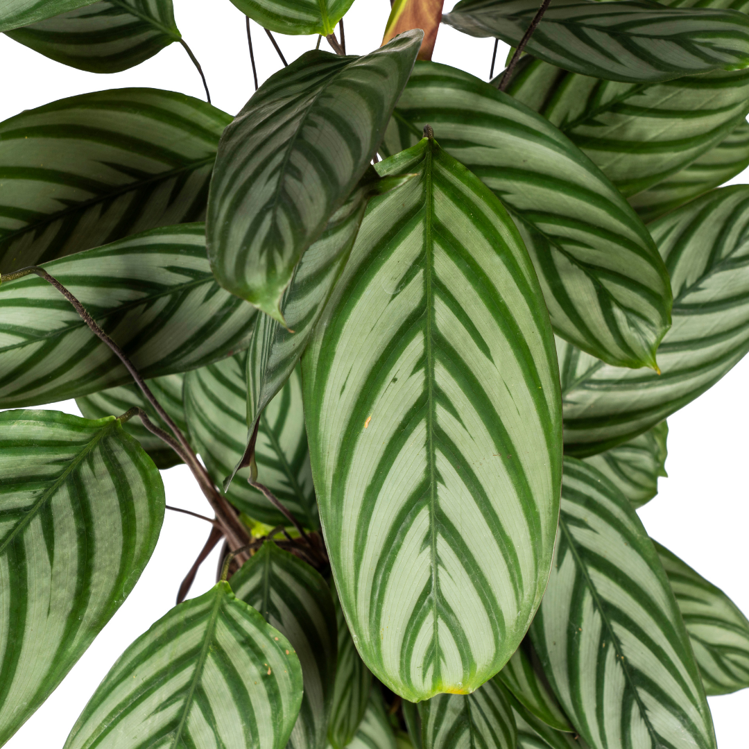 Calathea Oppenheimiana – Prachtvolle Blätter – Ø24cm