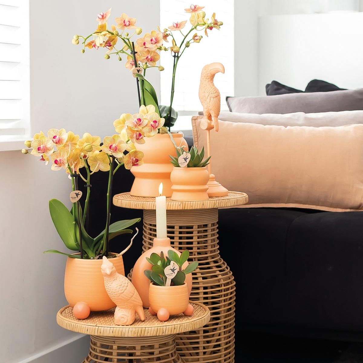 Orange Phalaenopsis Orchidee im eleganten Rolling Peach Topf