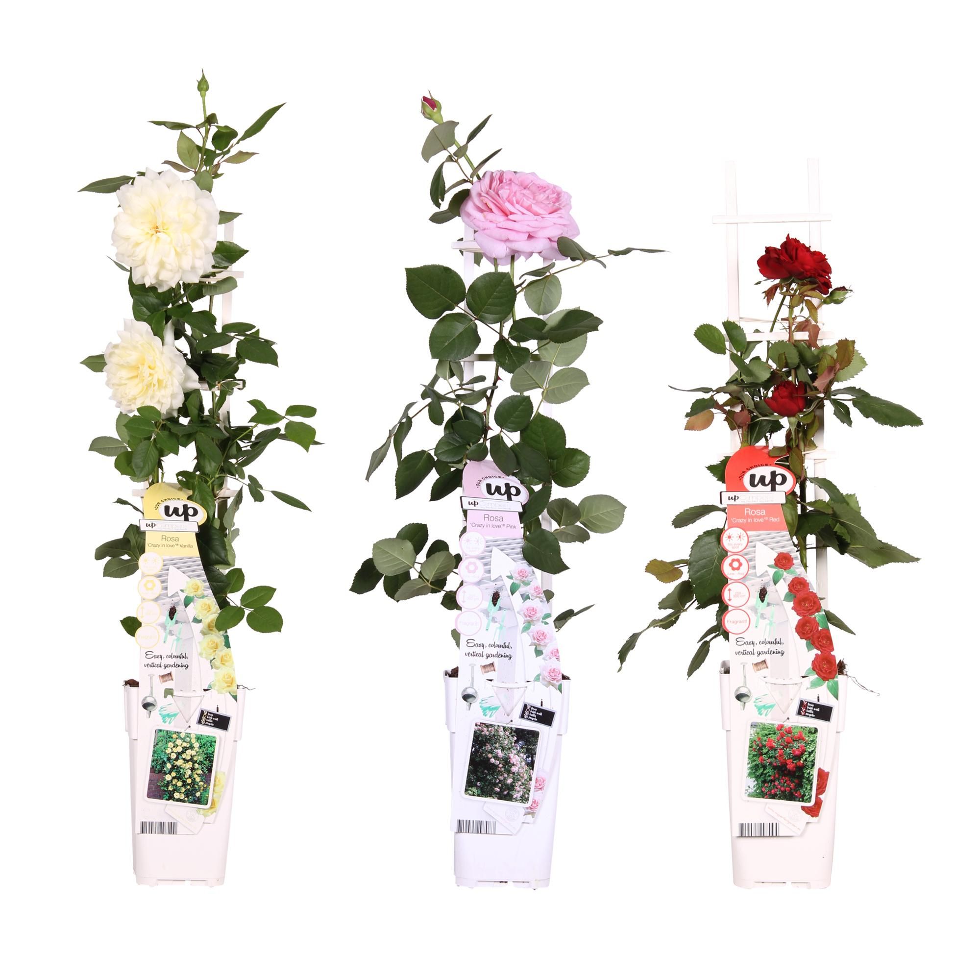 Rosa Mix Pflanzenset