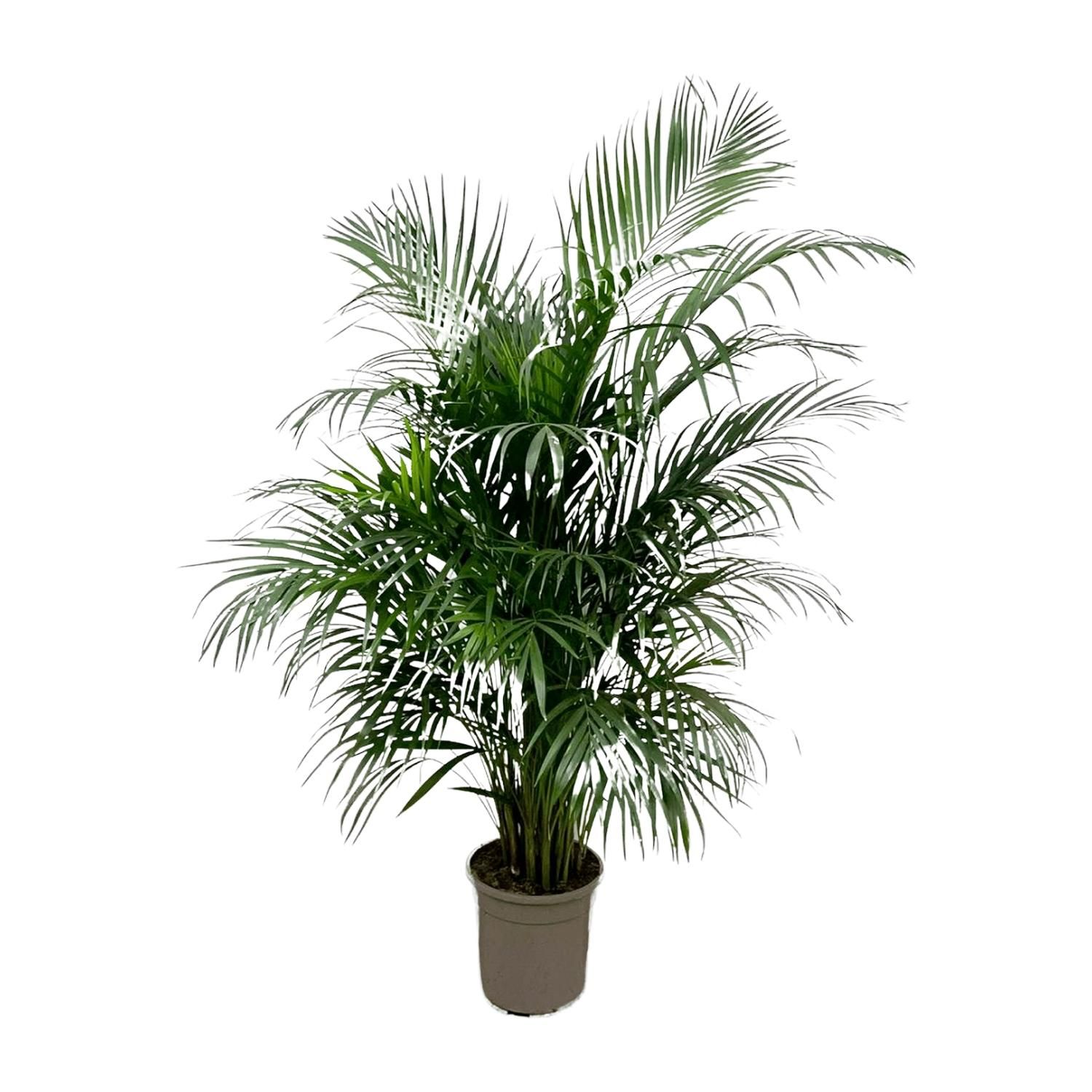 Areca-Palme Dypsis Lutescens