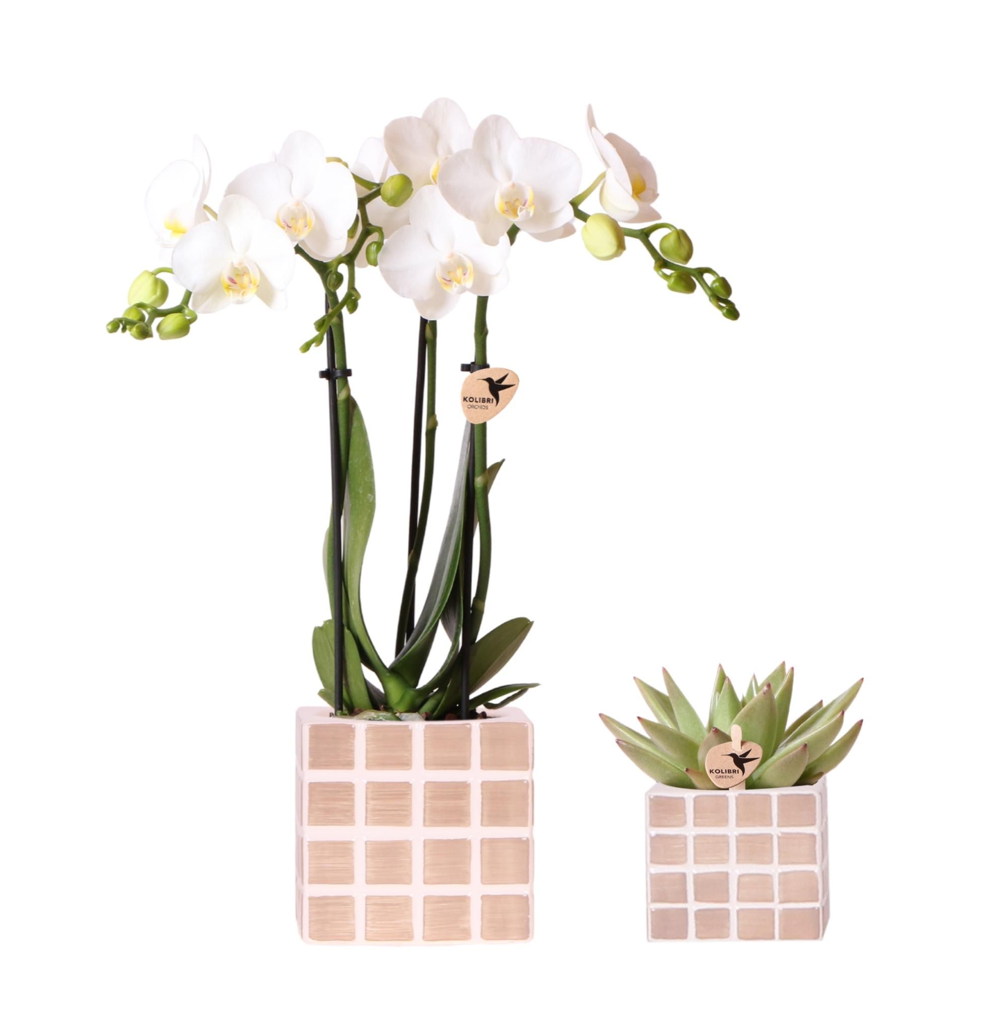 Orchidee Amabilis & Sukkulente Set – Weiße Blüten – inkl. Deko-Töpfe – Ø9/6cm