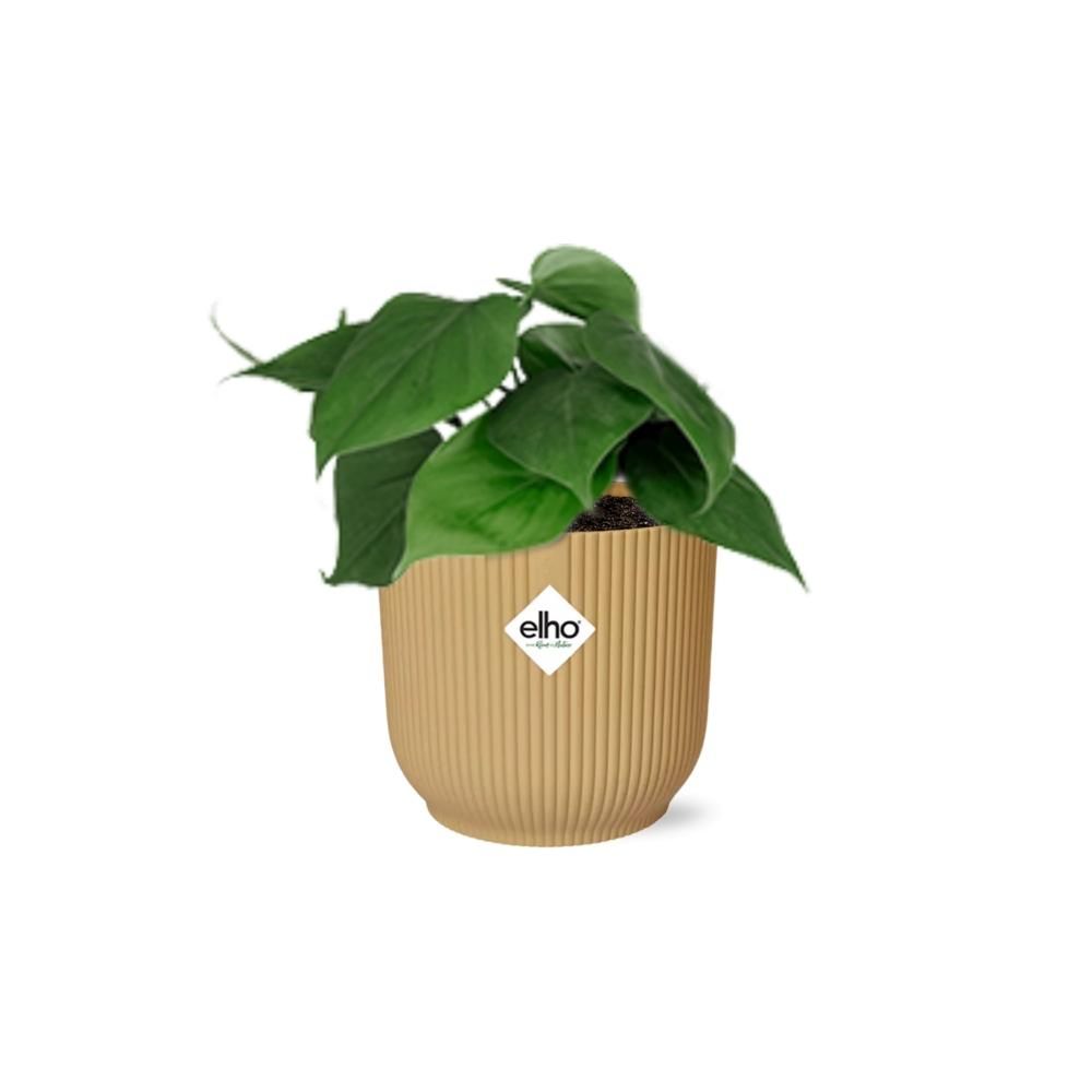 Philodendron Scandens Zimmerpflanze