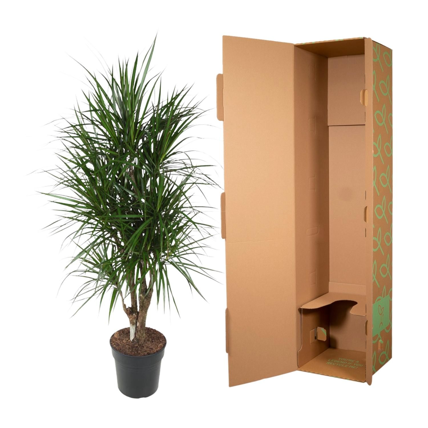 Dracaena Marginata elegante Zimmerpflanze