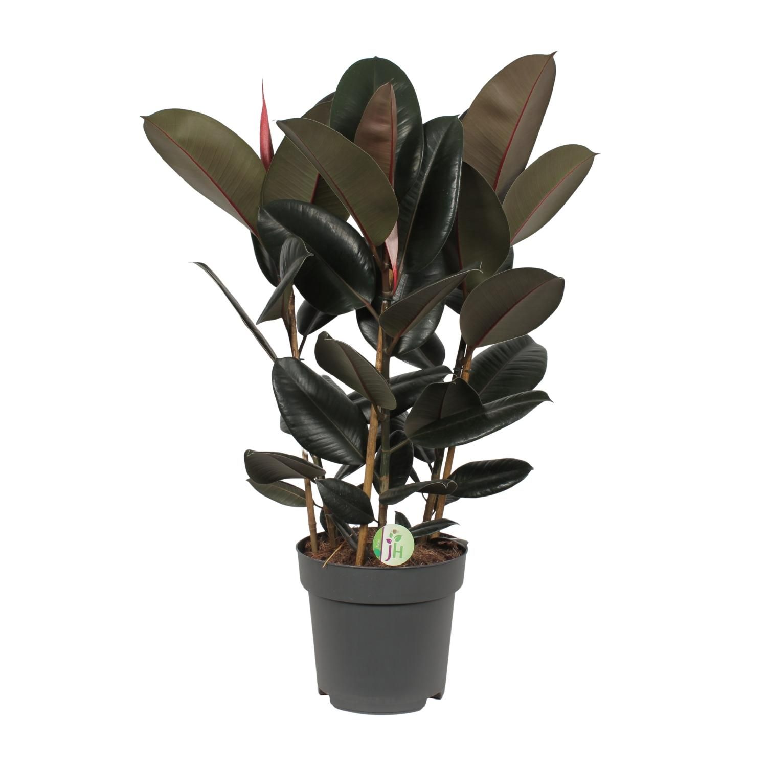Ficus Abidjan Zimmerpflanze