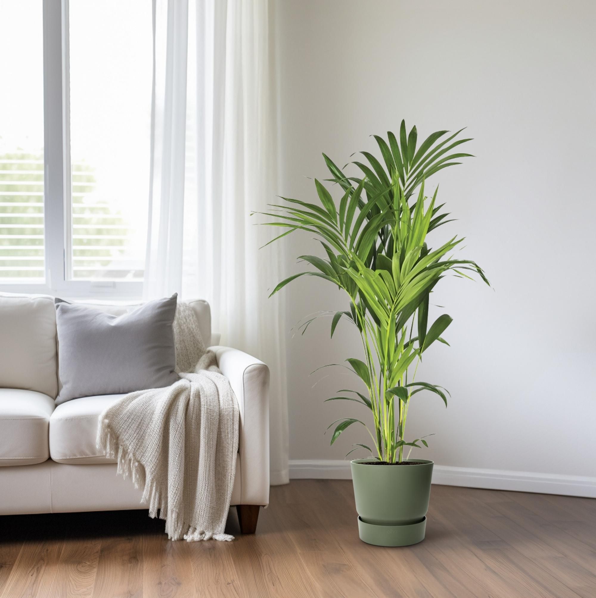 Kentiapalme Howea Eleganz