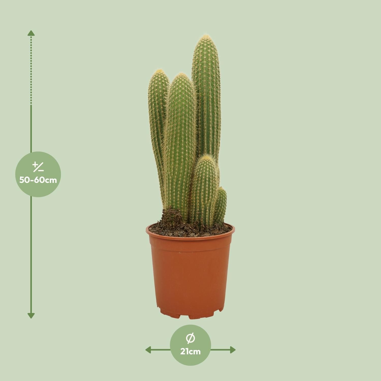 Vatricania Guentheri – Ø21cm – ↕55cm