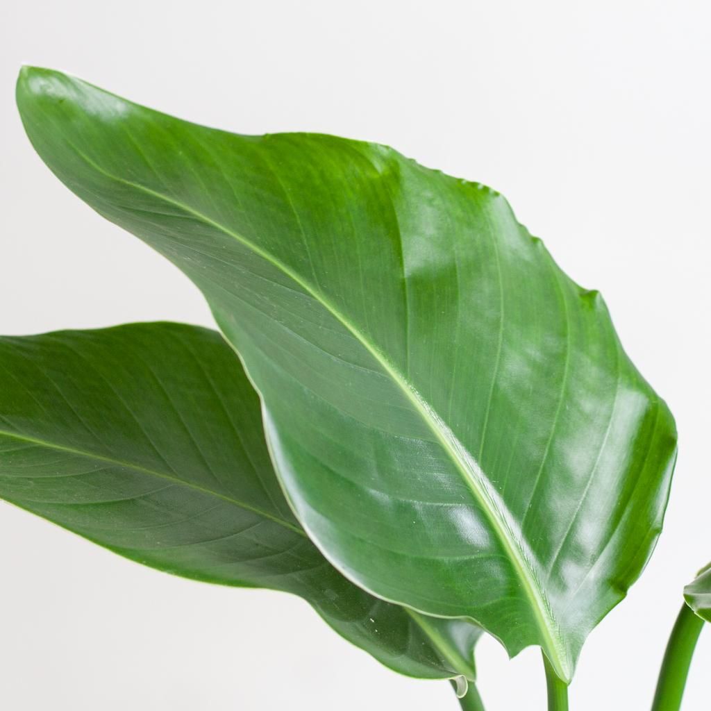 Strelitzia Nicolai mit Lissabon Korb Weiß – 80cm – Ø19cm