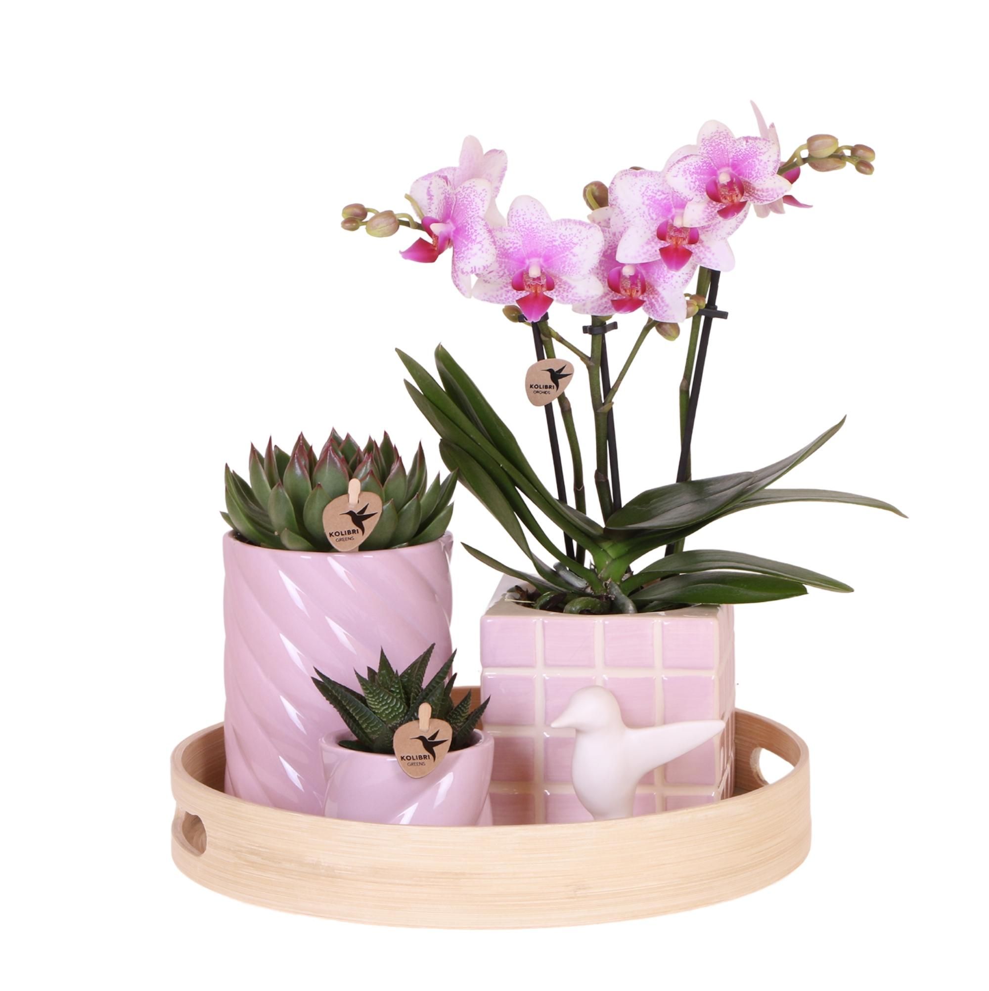 Pflanzenset Bunter Optimismus – Rosa Phalaenopsis Orchidee & Sukkulenten – Inkl. Keramiktöpfe