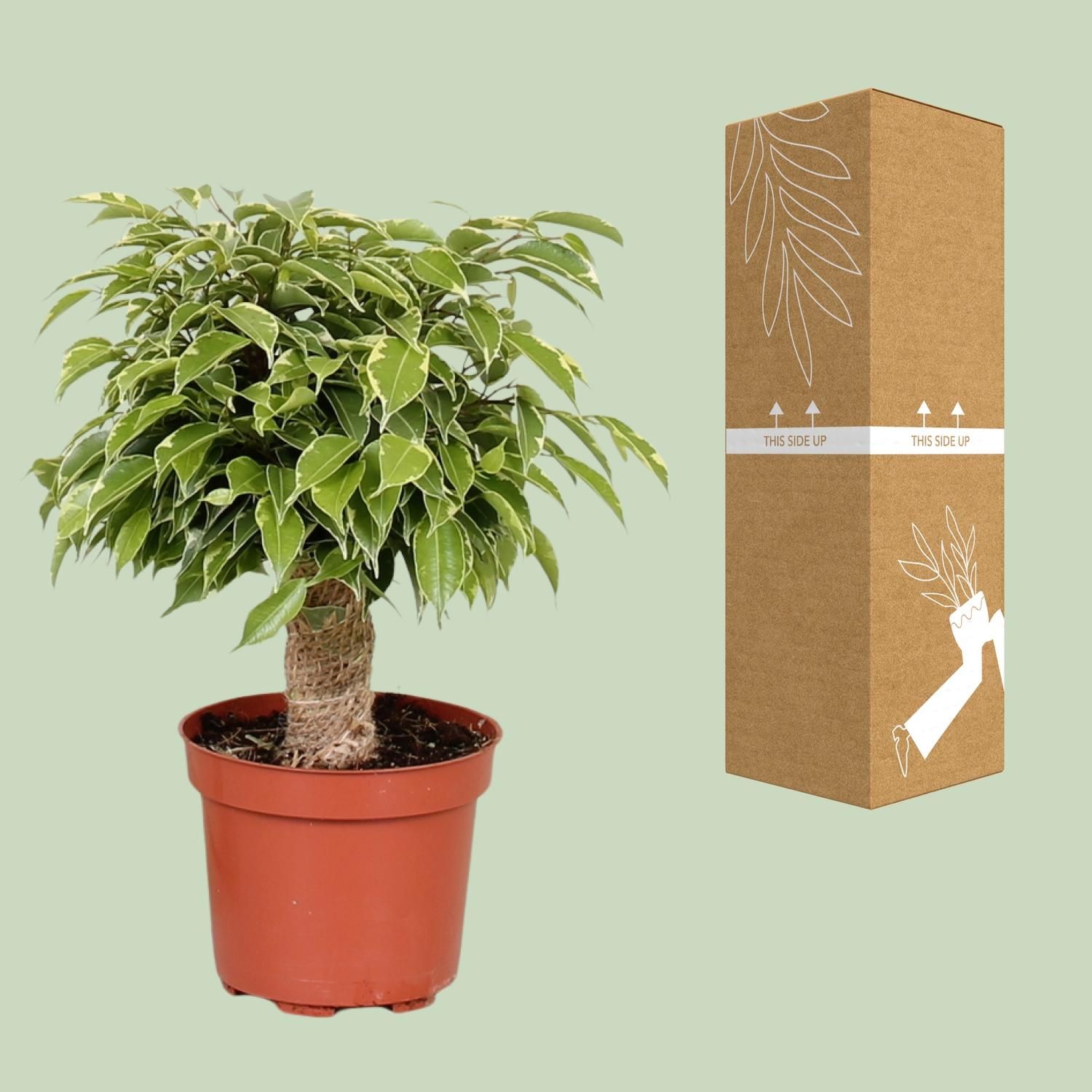 Ficus Benjamina Kinky Elegante Zimmerpflanze