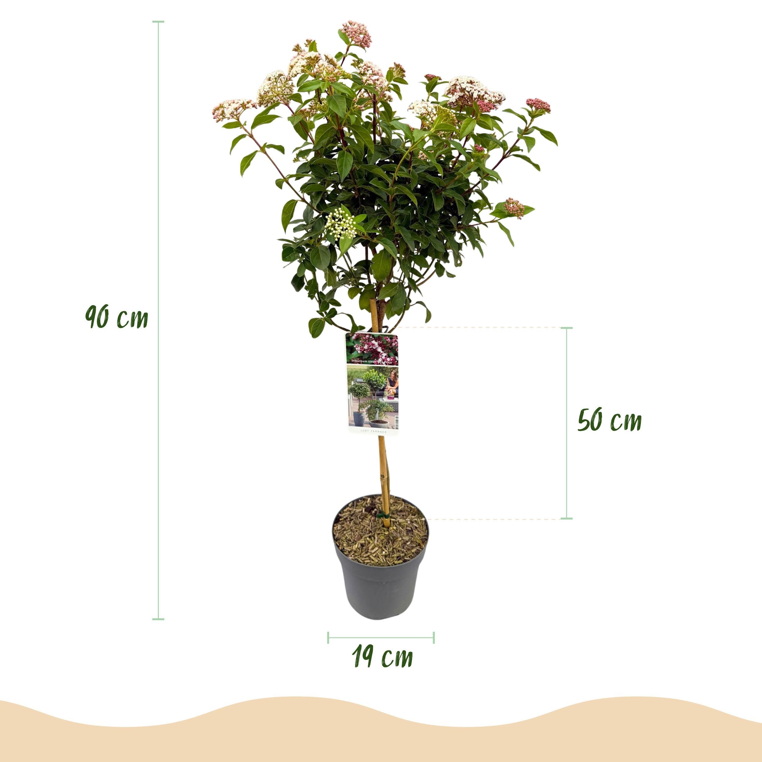 Viburnum tinus Stamm | Immergrün | Pflegeleicht – Terrassenpflanze, Topf 19cm, Höhe 90cm