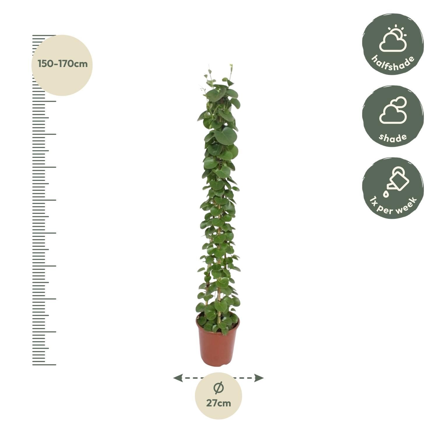 Cissus rotundifolia Pyramidenpflanze