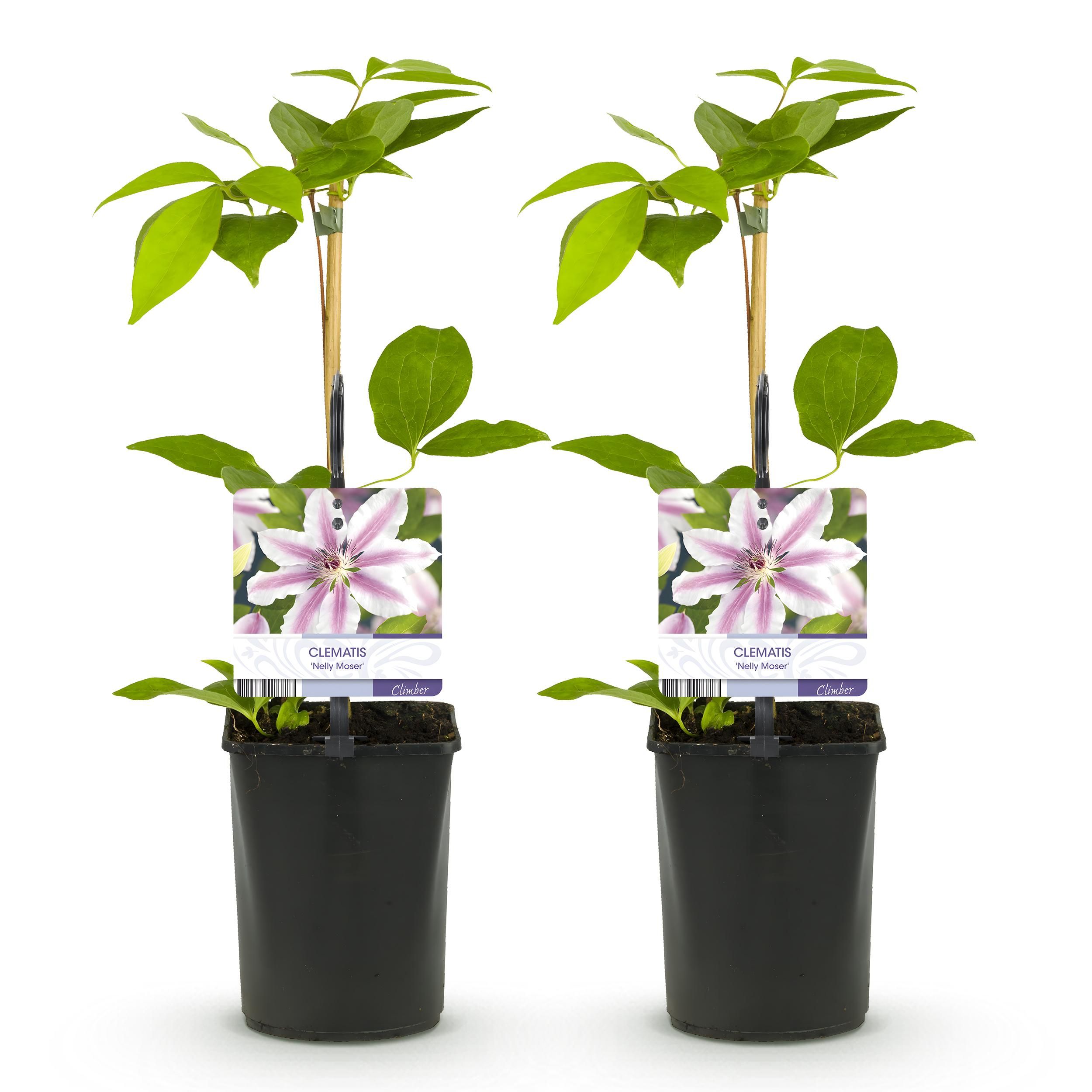 Clematis Nelly Moser Kletterpflanze | Blüte Rosa – Wenig Pflege | 2 Pflanzen
