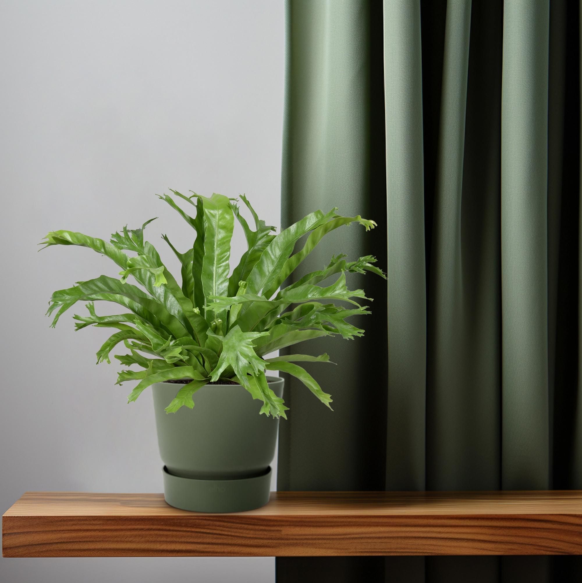Asplenium nidus Crissie Zimmerfarn