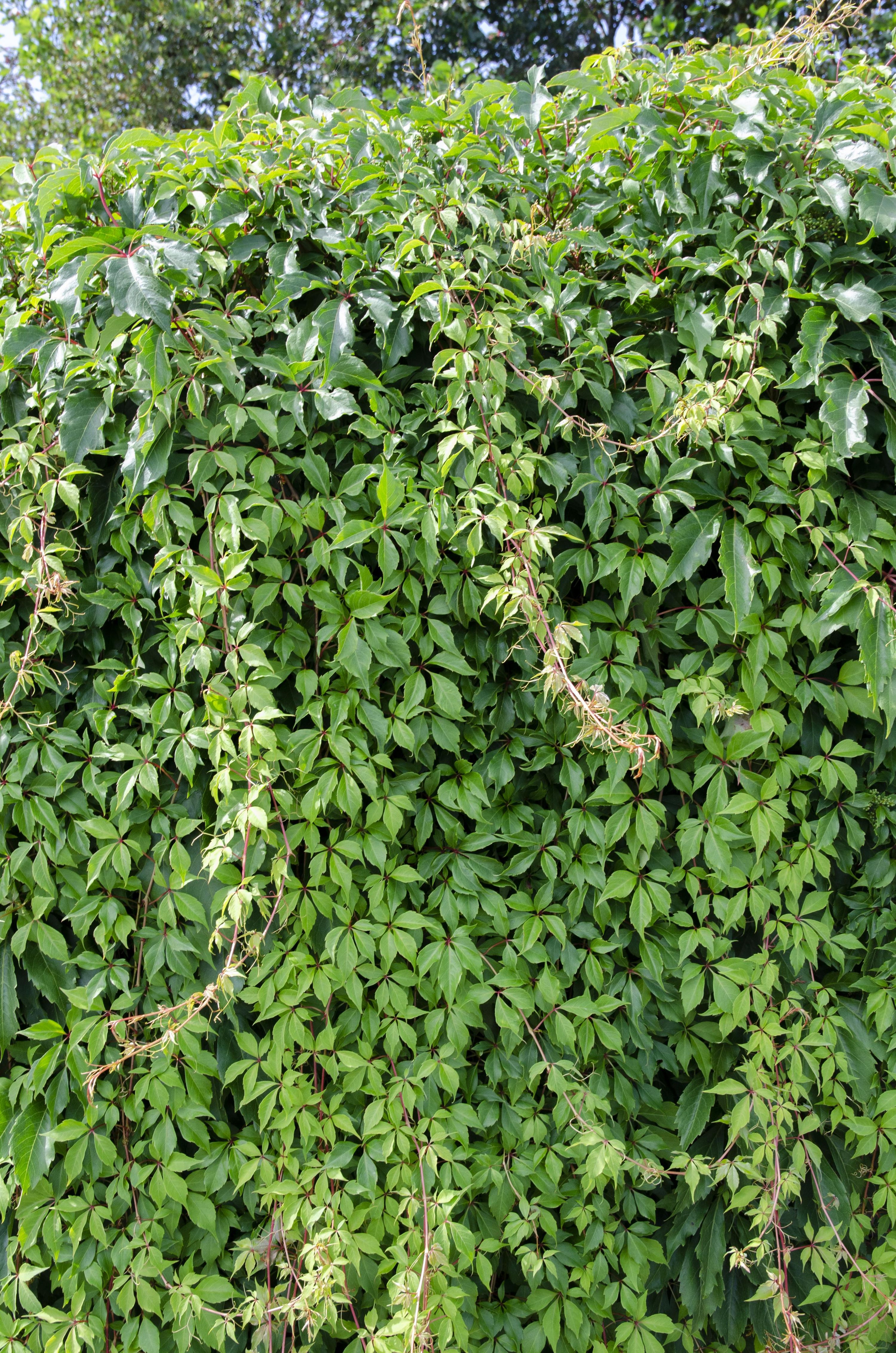 Parthenocissus Engelmannii Kletterpflanze