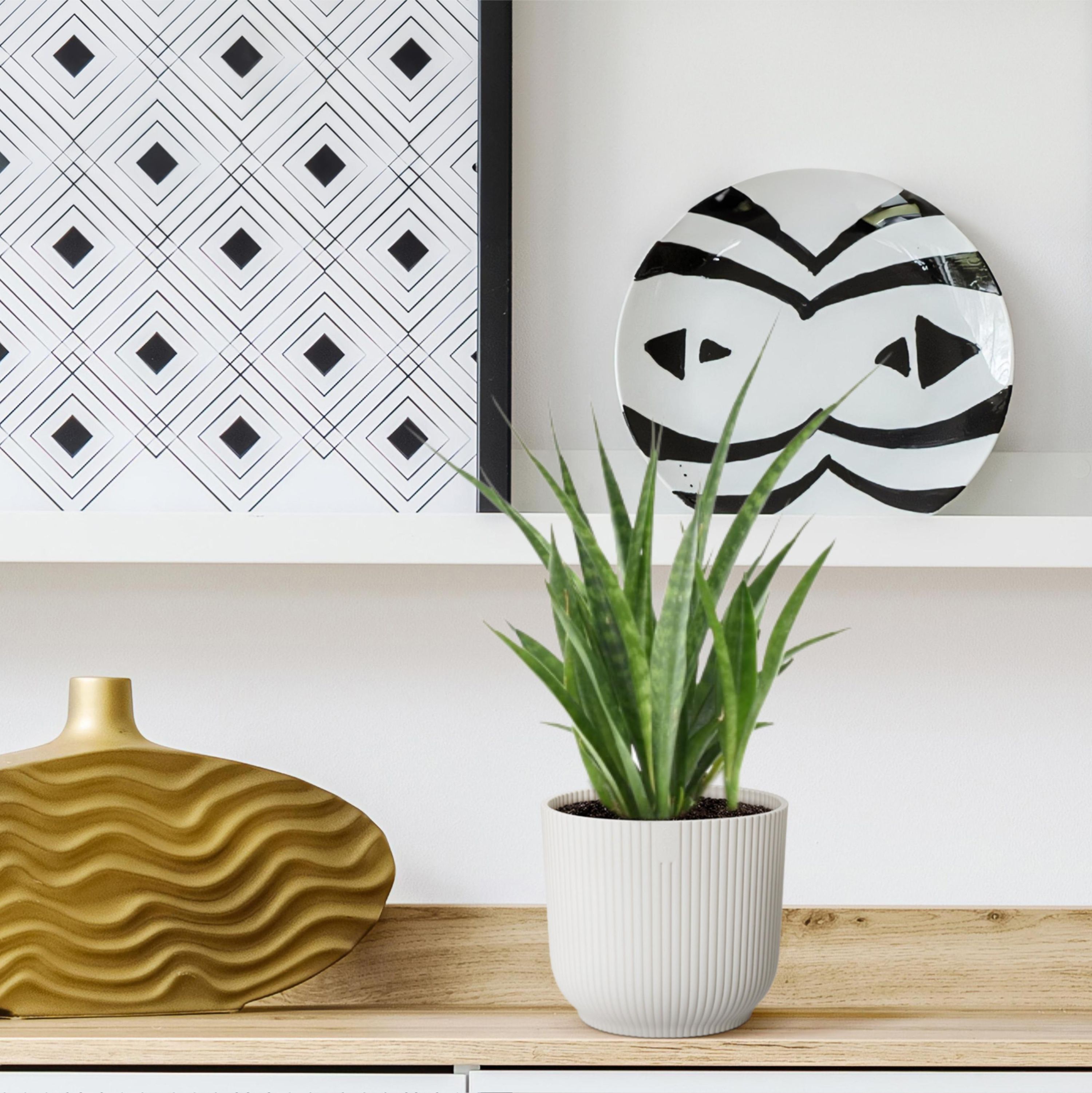 Sansevieria Kirkii Zimmerpflanze