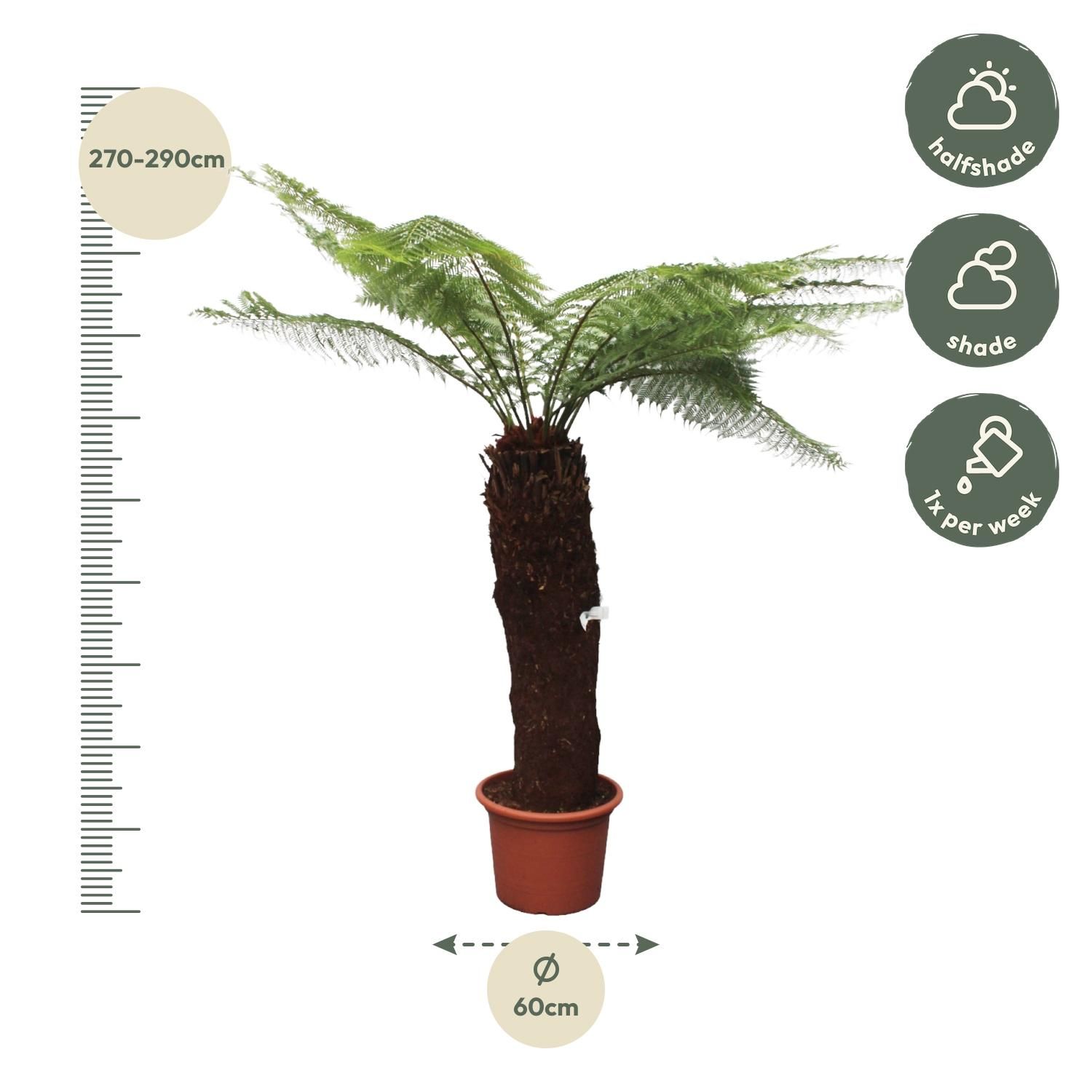 Dicksonia Antarctica Farn mit prachtvollem grünen Laub
