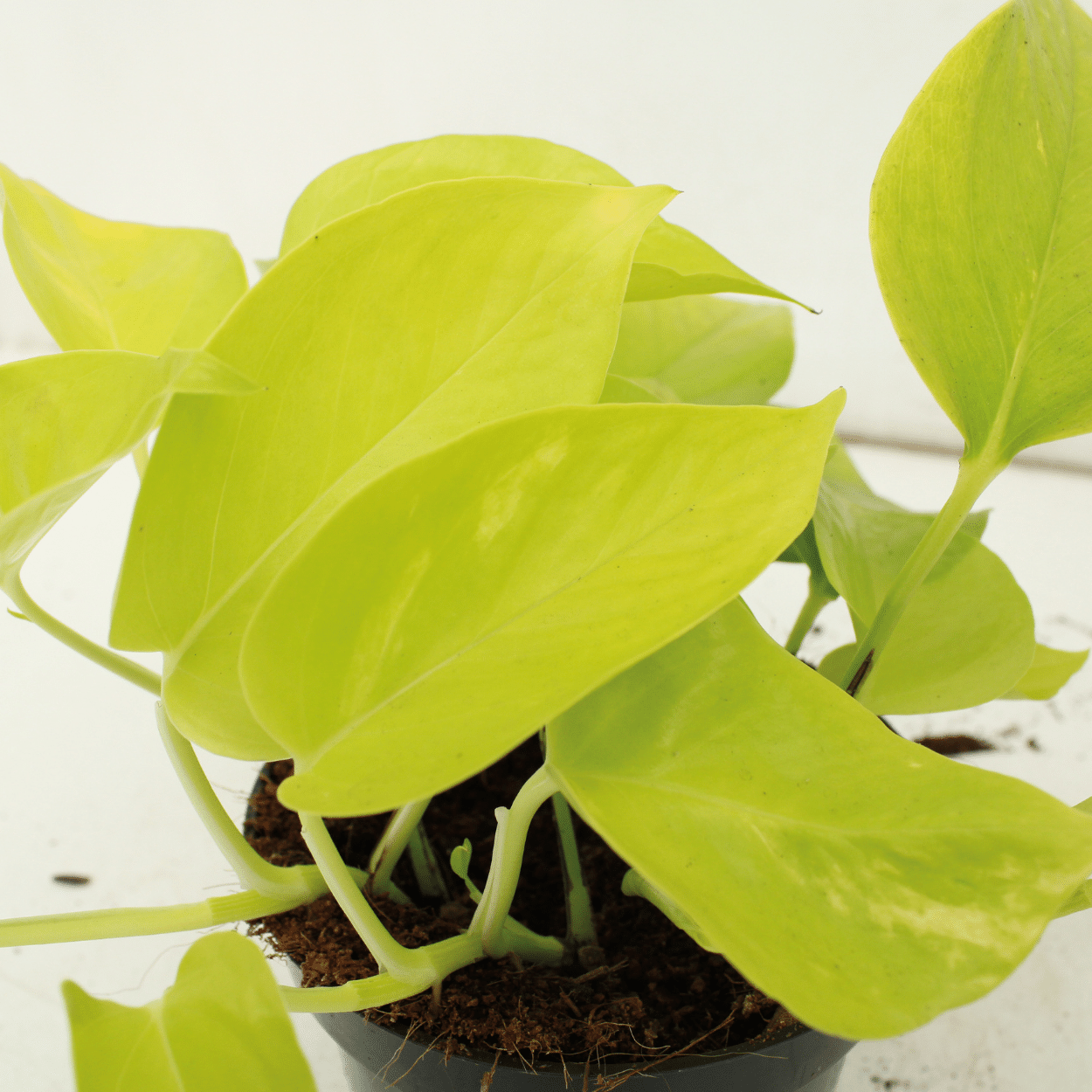 Epipremnum Golden Pothos Zimmerpflanze
