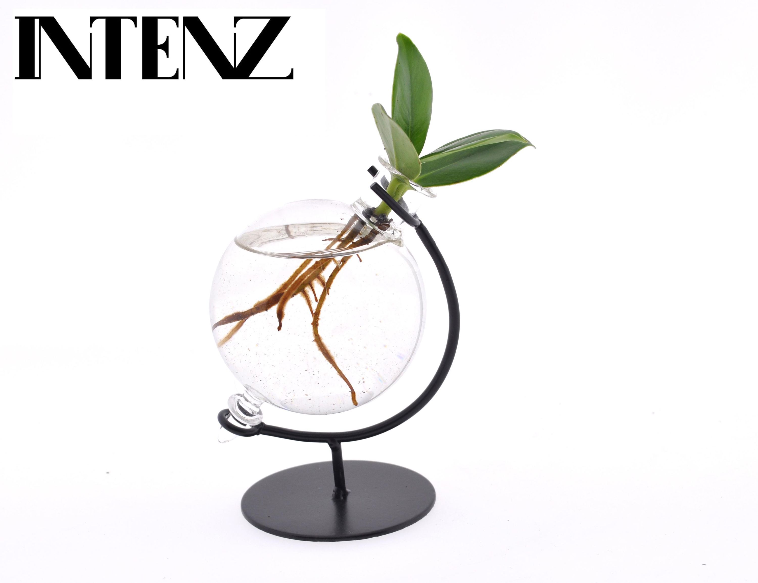 Clusia Hydroponie-Pflanze im Victoria Glas