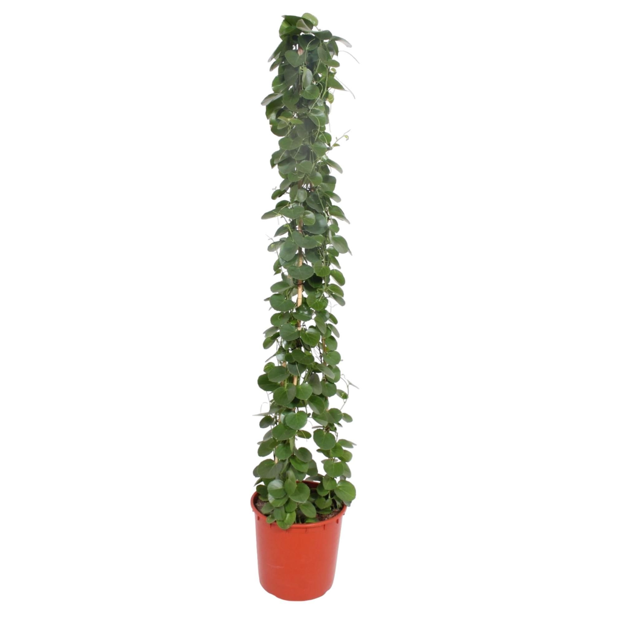 Cissus rotundifolia Pyramide Zimmerpflanze