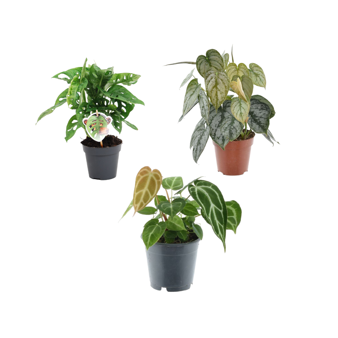 Grüne Zimmerpflanzen-Mischung mit Monstera obliqua, Philodendron und Anthurium