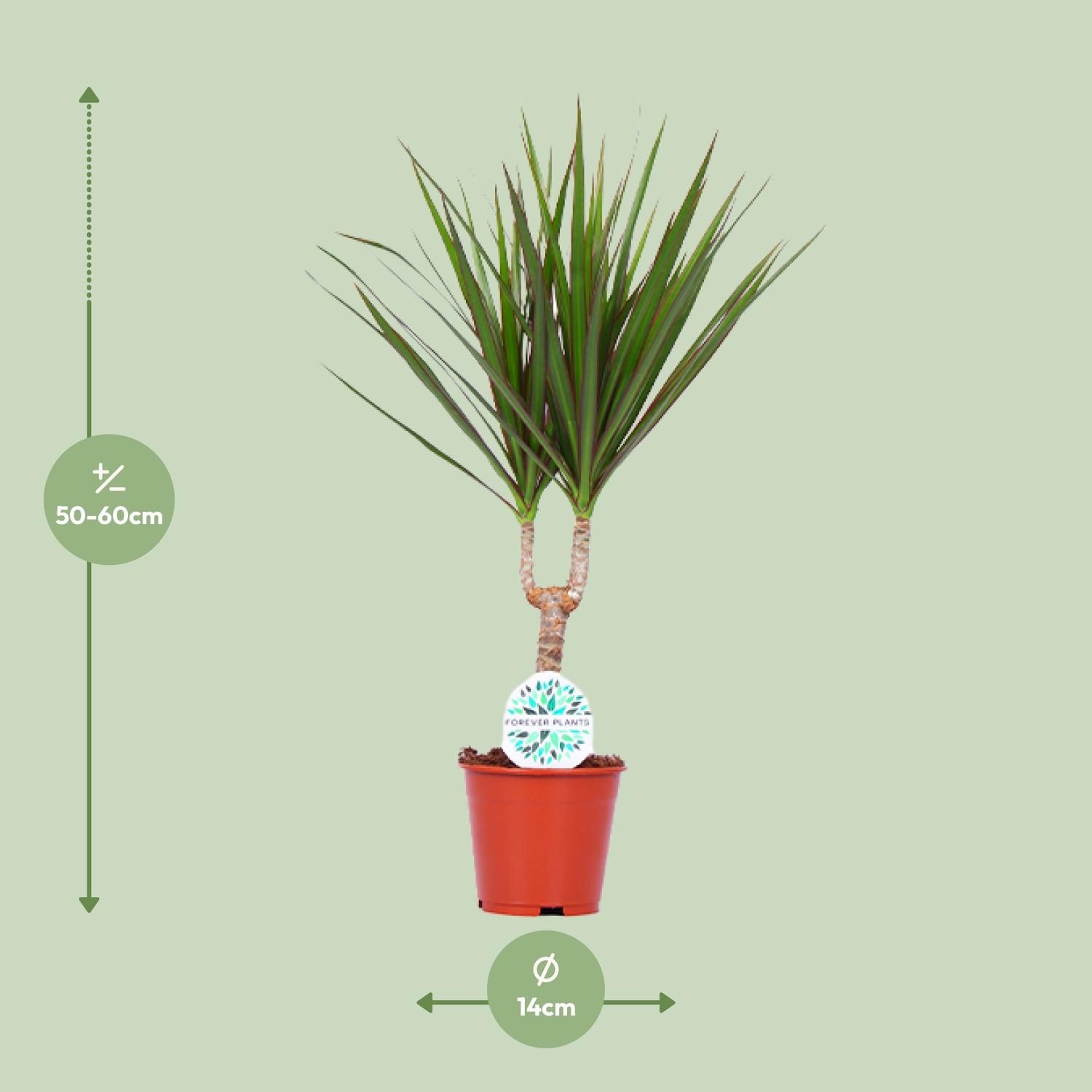 Dracaena Marginata Zimmerpflanze
