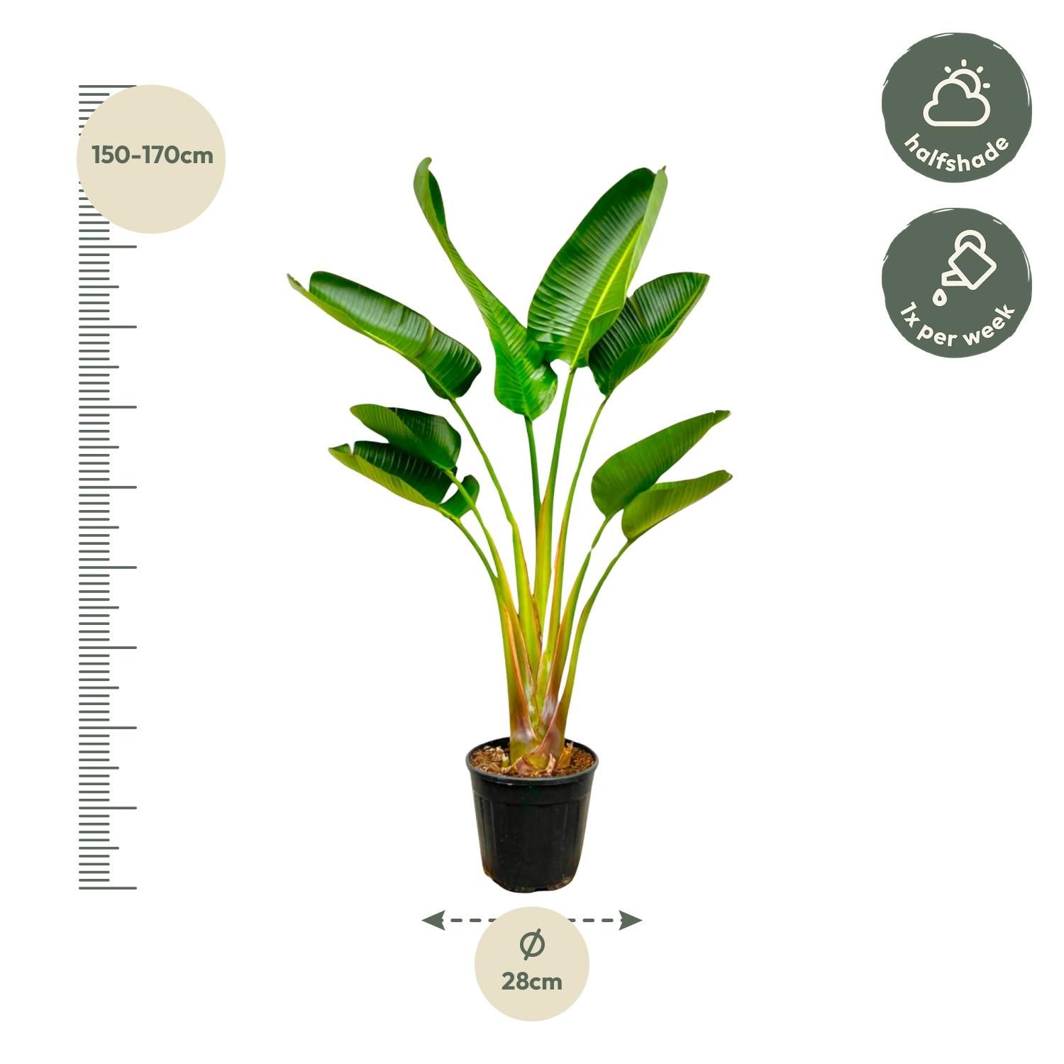 Strelitzia Augusta Weiße Paradiesvogelpflanze