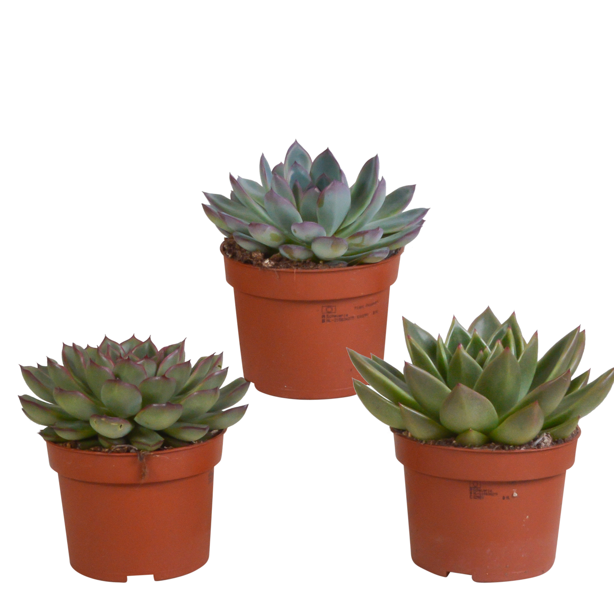 Echeveria Mix bunte Sukkulenten im Set