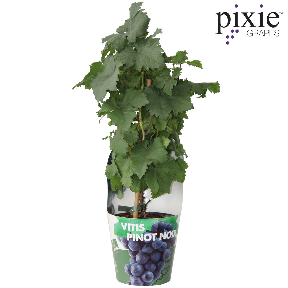 Vitis Pixie Pinot Noir Zwergtraube