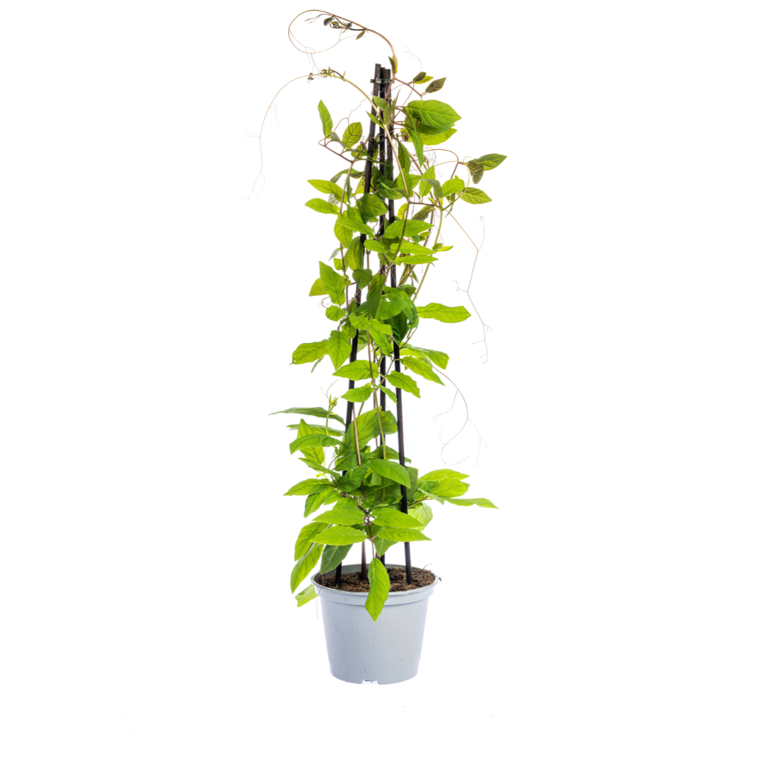 4x Cobea scandens Violet Blue – Kletterpflanze | Ø 13cm Topf – 60cm hoch