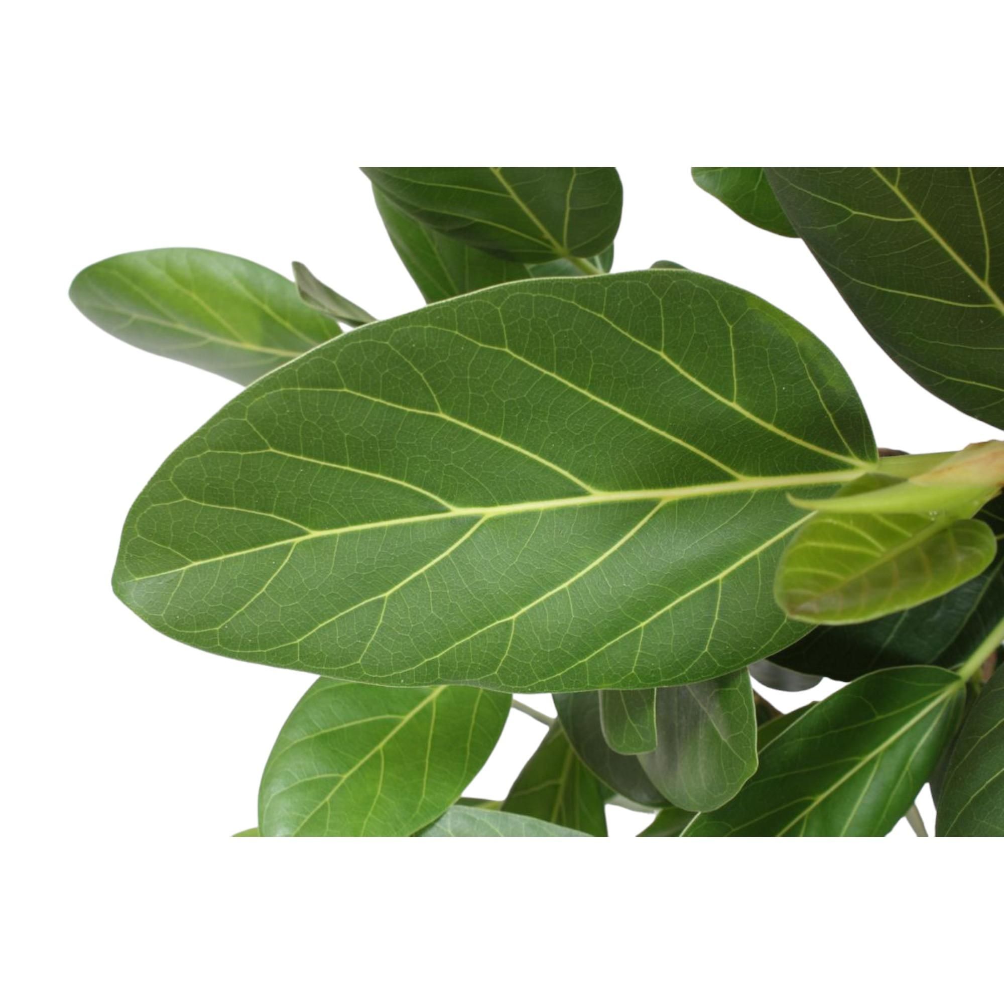 Ficus Benghalensis mit verzweigtem Stamm