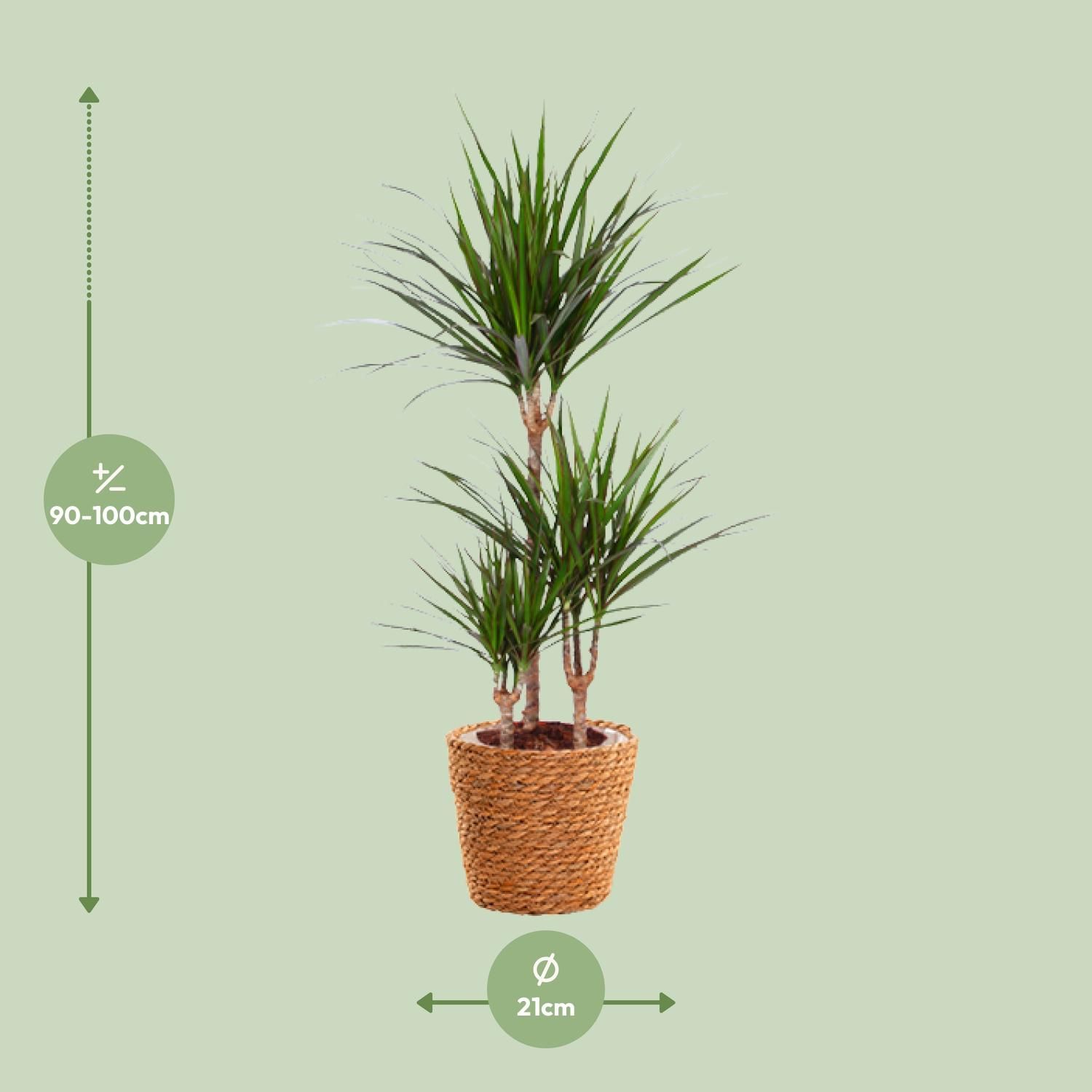 Dracaena Marginata Drachenbaum - Exotische Zimmerpflanze