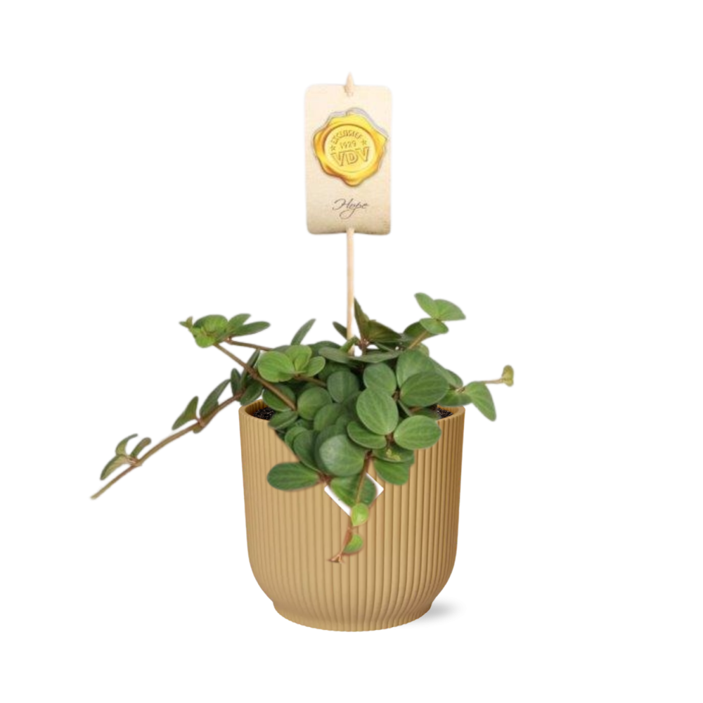Peperomia Hope – Attraktive Zimmerpflanze im gelben ELHO Vibes Fold Topf