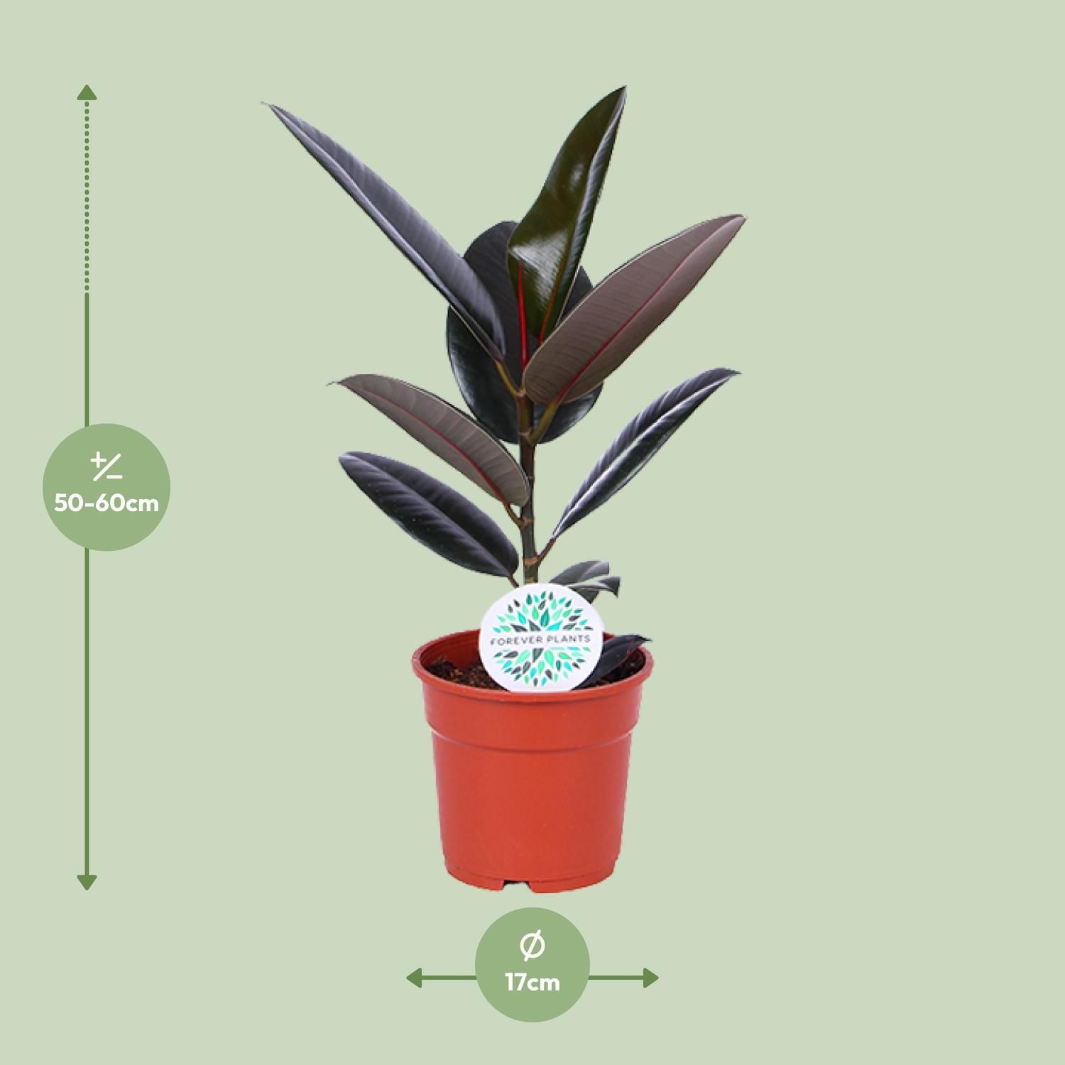 Ficus Elastica Abidjan Zimmerpflanze