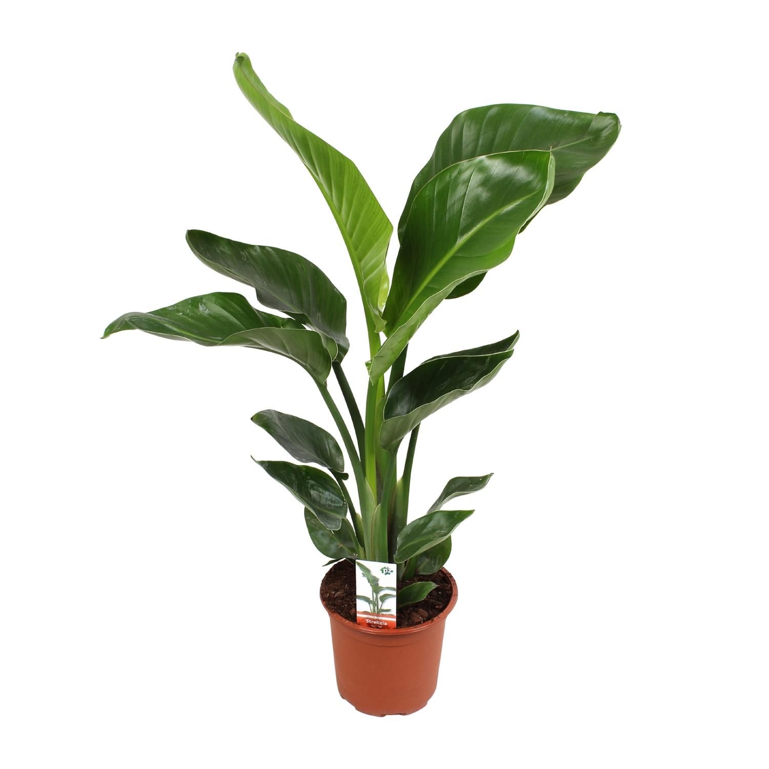Strelitzia Nicolai Paradiesvogel Zimmerpflanze