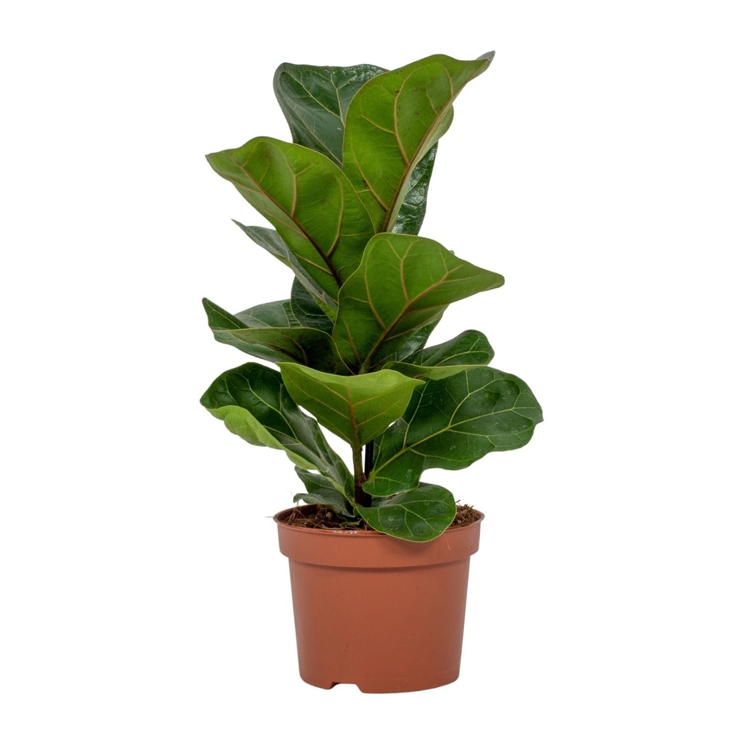 Ficus Lyrata - Elegante Geigenfeige für Innenräume