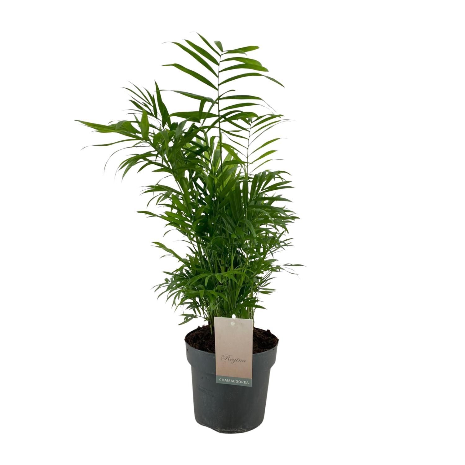 Chamaedorea Elegans Zimmerpalme