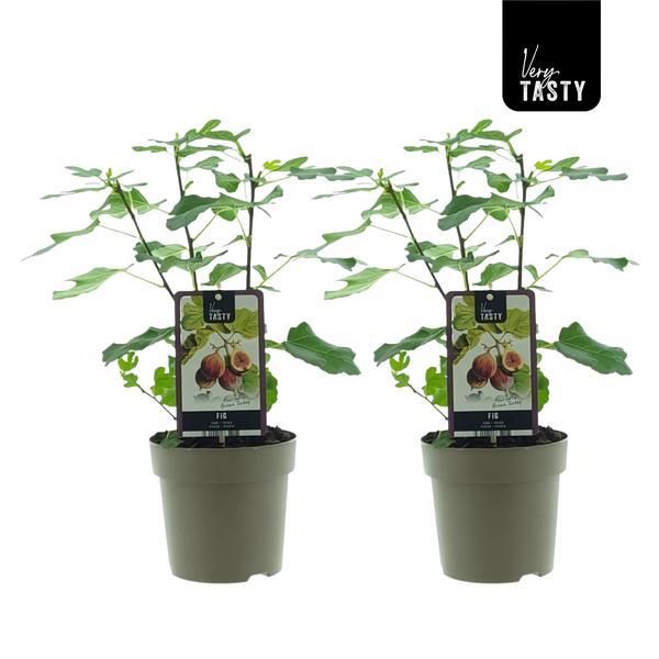 Feigenbaum Ficus Brown Turkey – 2 Stück – Ø 15cm – H 40cm